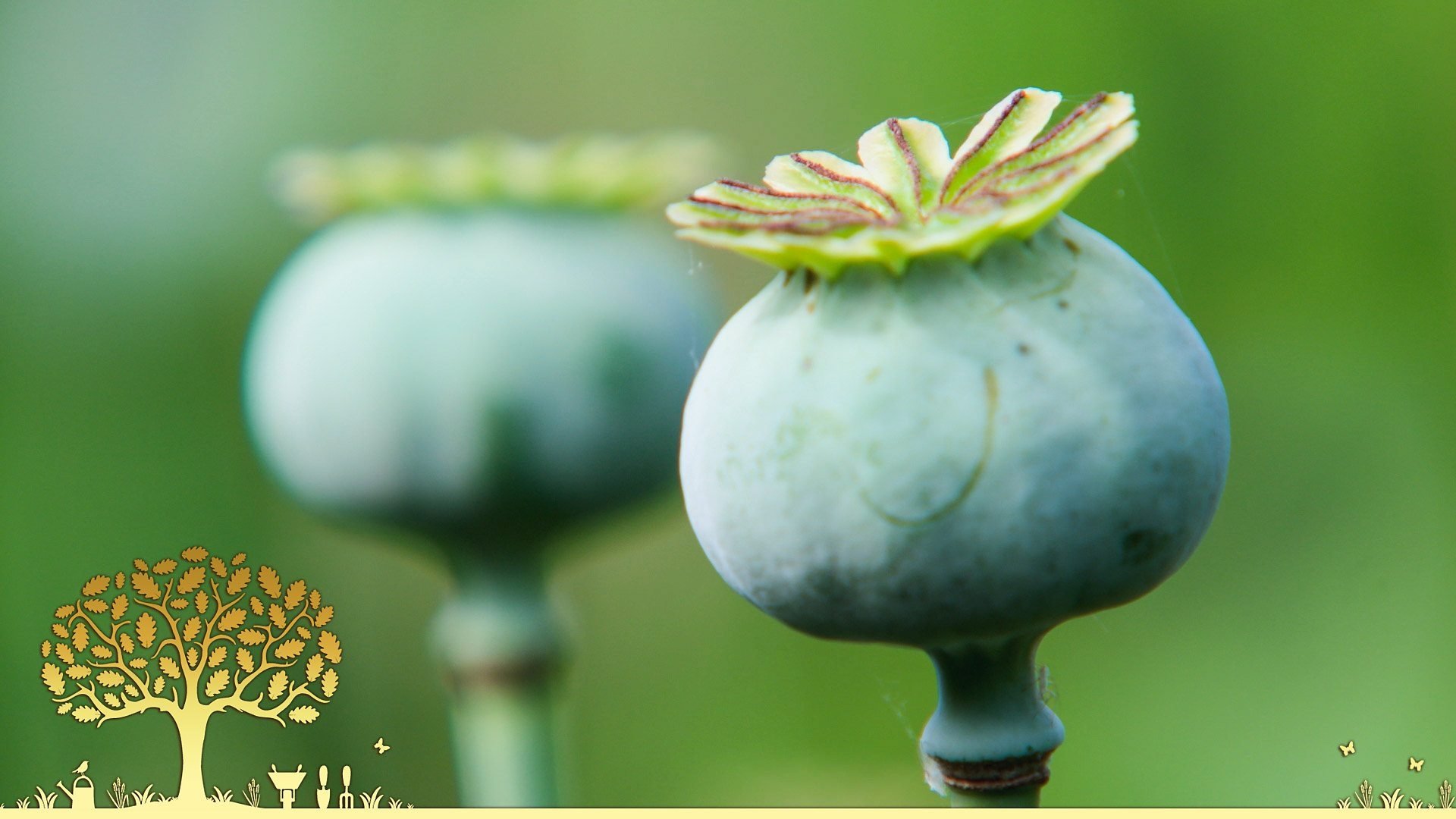 Gardeners' World 54x18