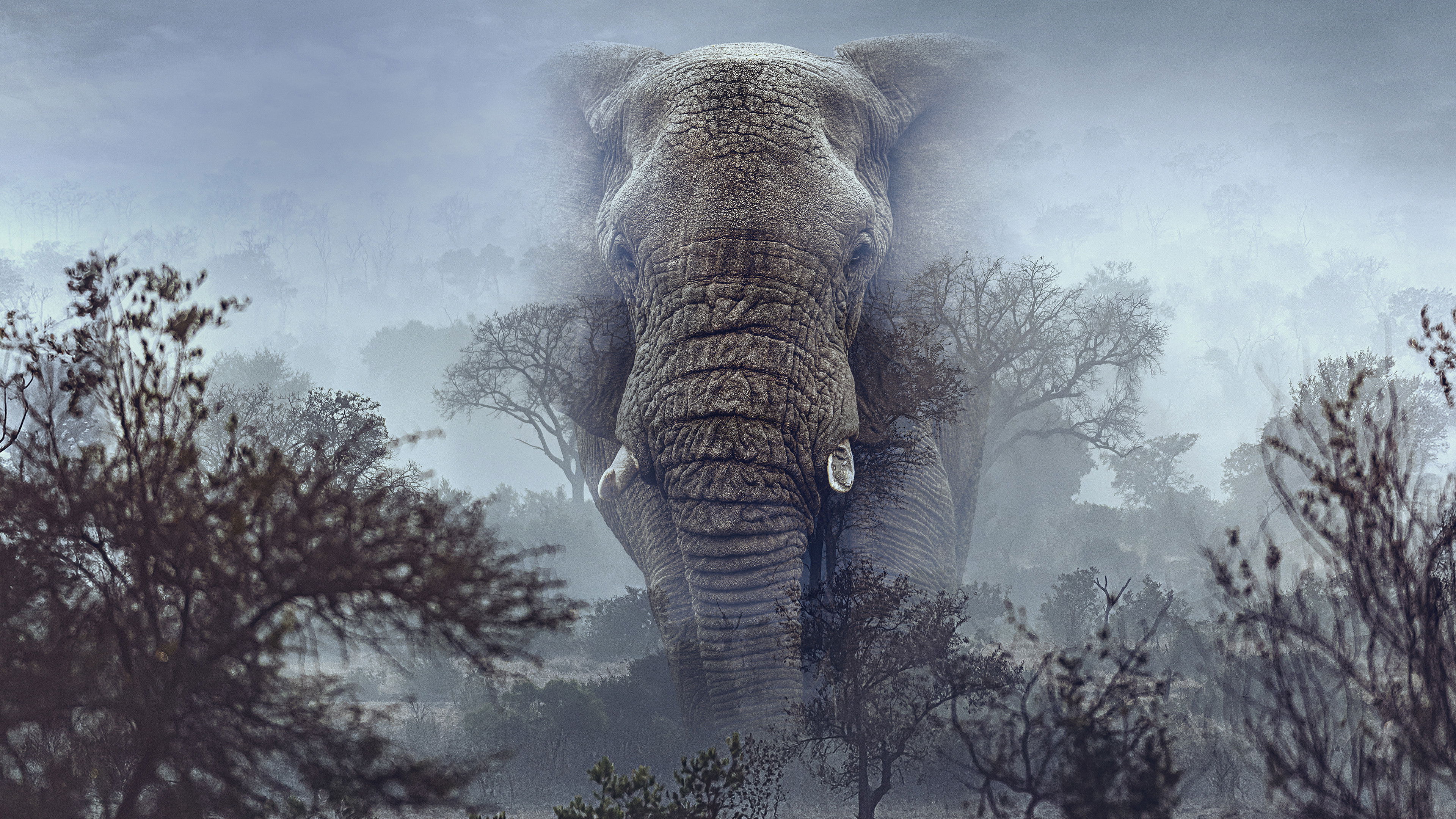 Imagem de fundo de Ghost Elephants