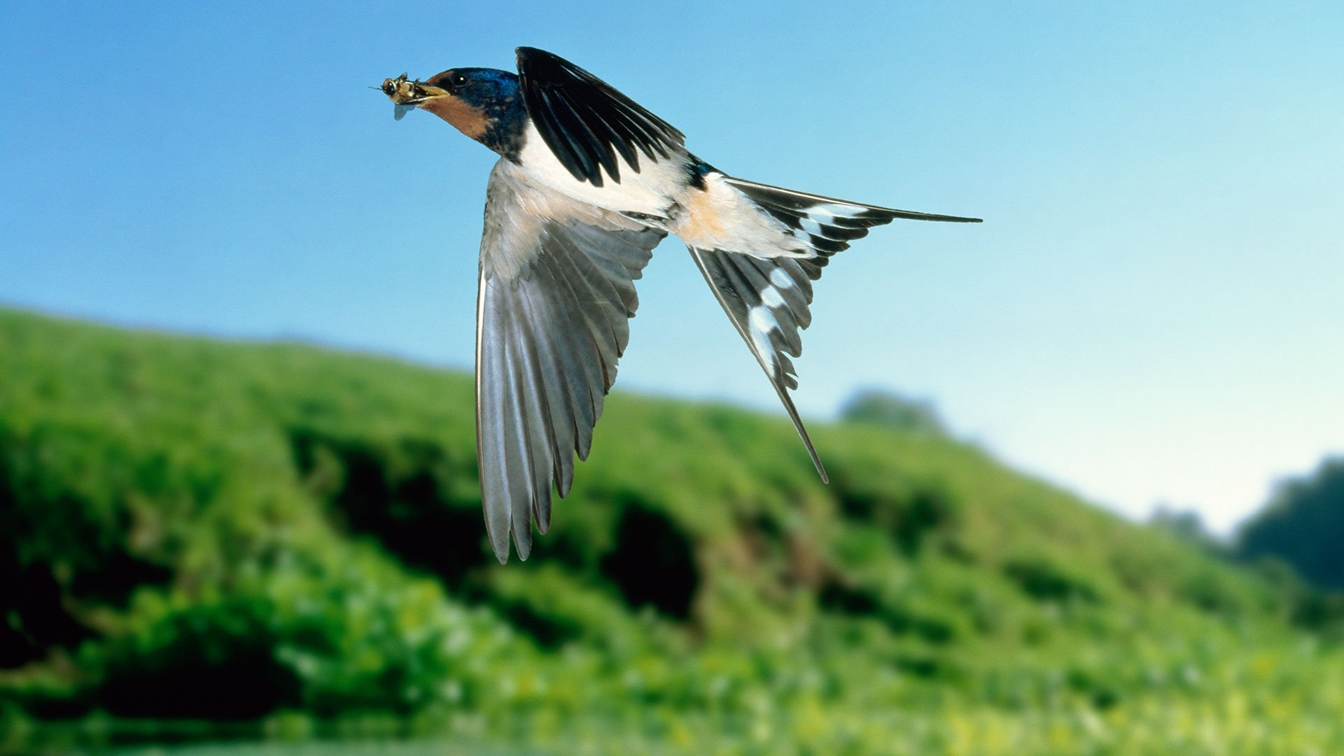 Curiosités animales - Des apparitions magiques - L'hirondelle et le papillon