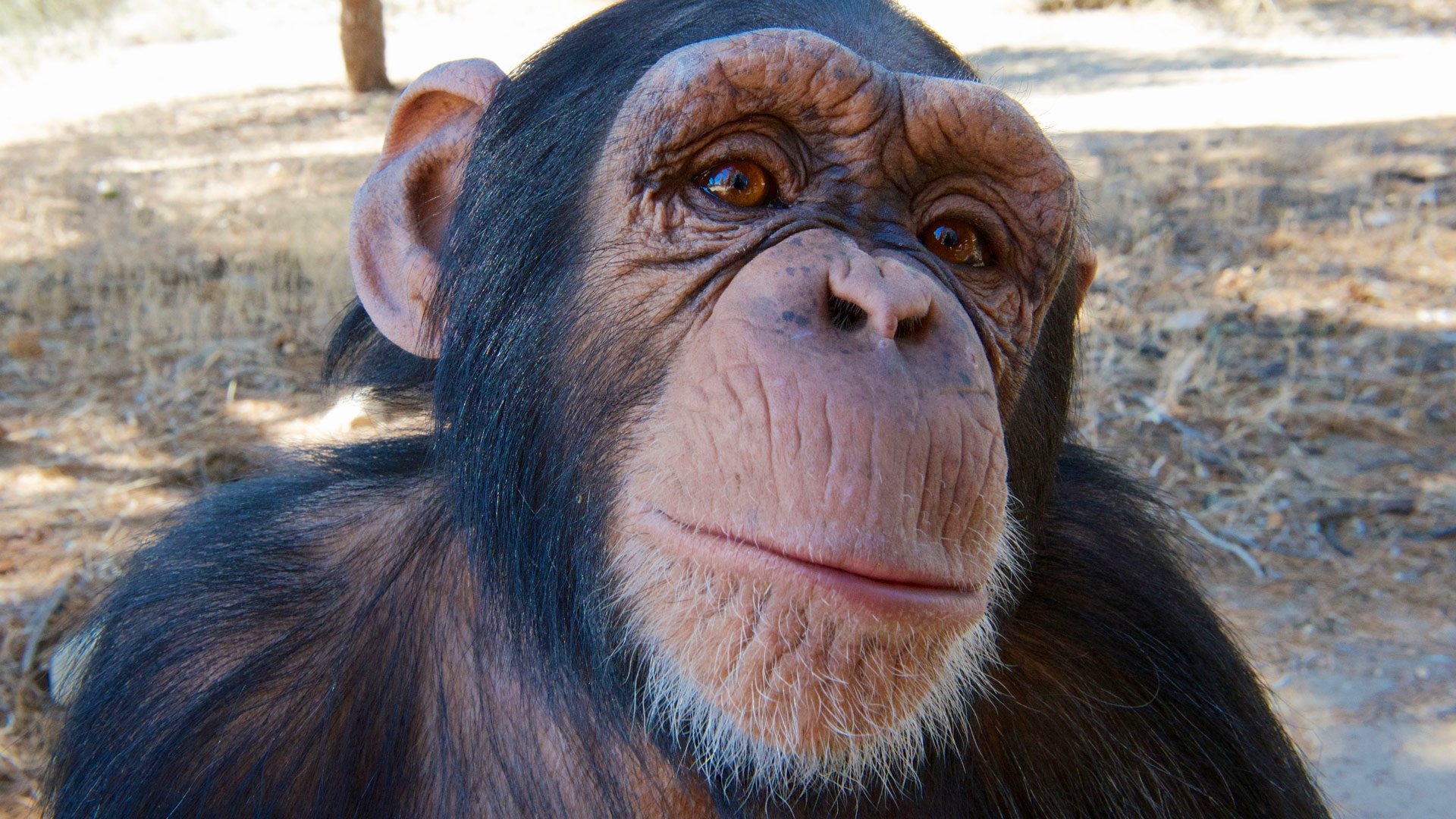 Super Cute Animals (2015)