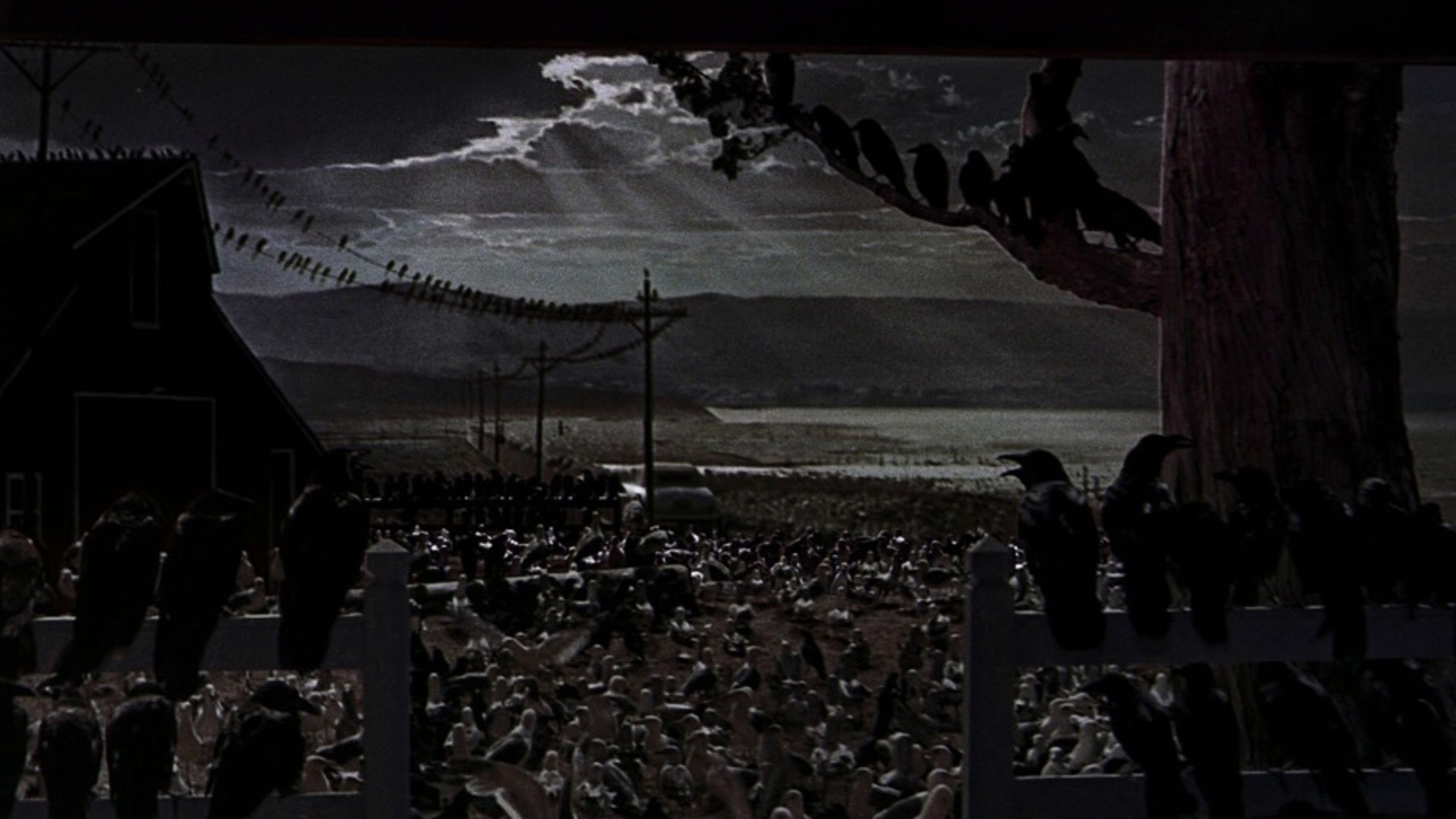 The Birds