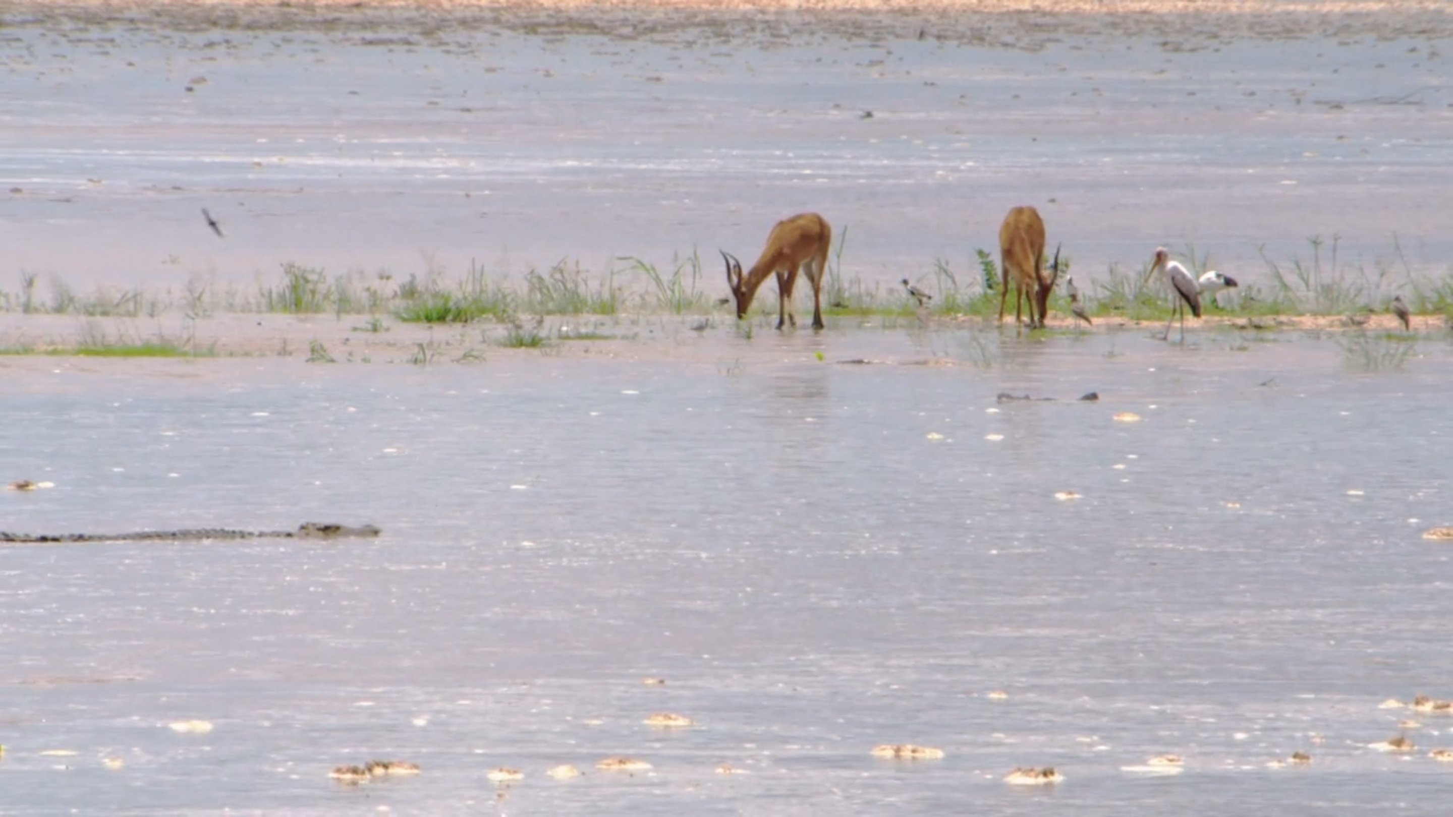 Africa River Wild
