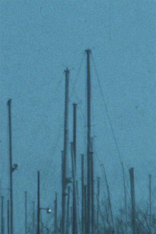 Seeing Thru Buffalos