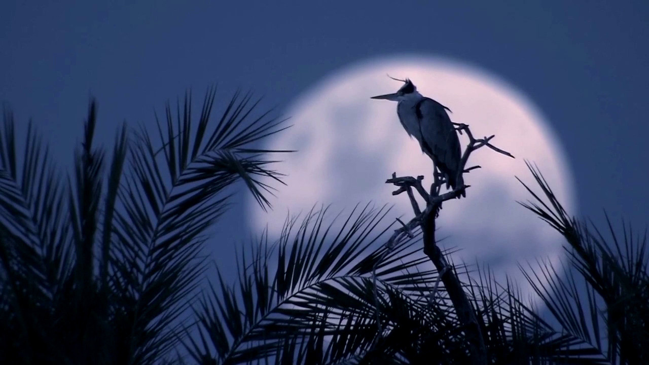 Thumbnail for Broken Boundaries Season 1 Episode 6