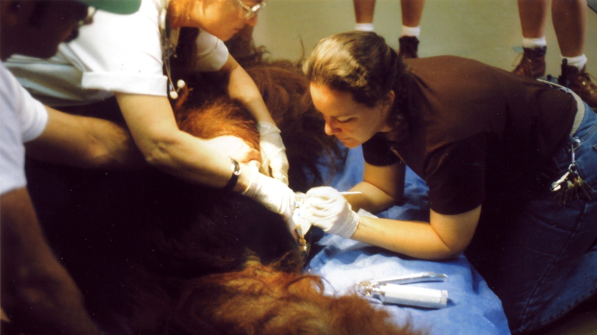 Zoo (1993)
