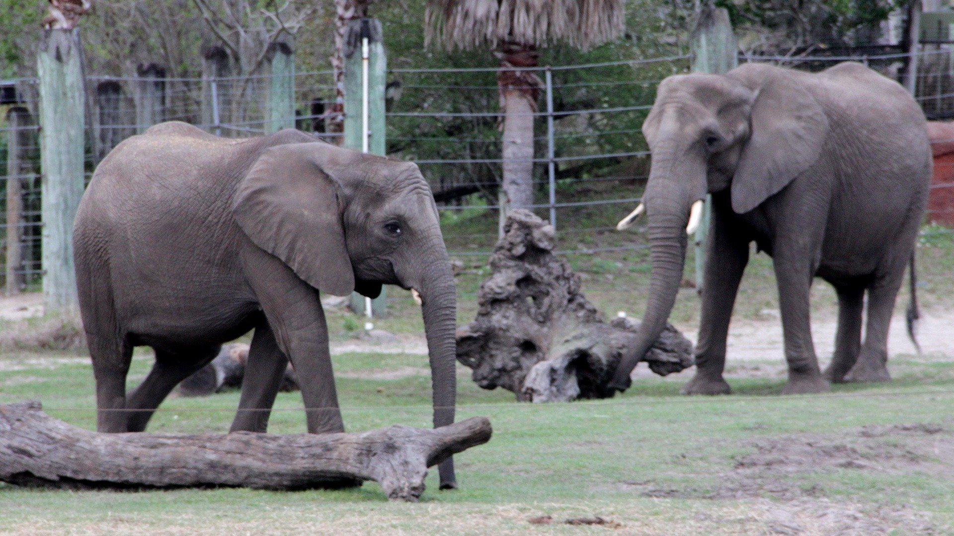 Secrets of the Zoo: Tampa