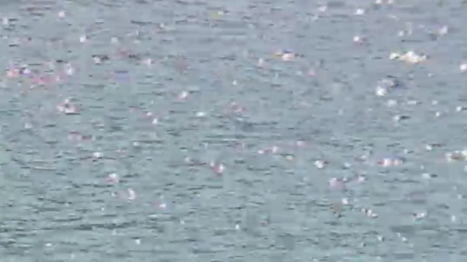 House of Horror: Matango Collector