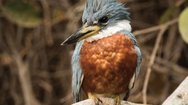Thumbnail for From Doves to Kingfishers Season 1 Episode 16