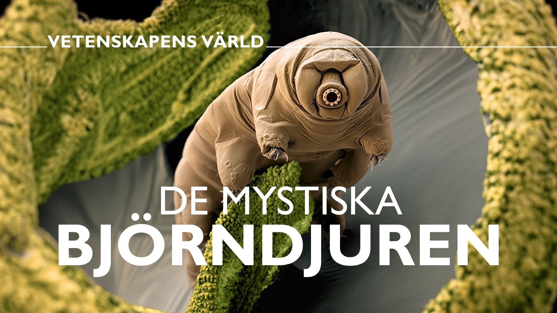 Vetenskapens värld