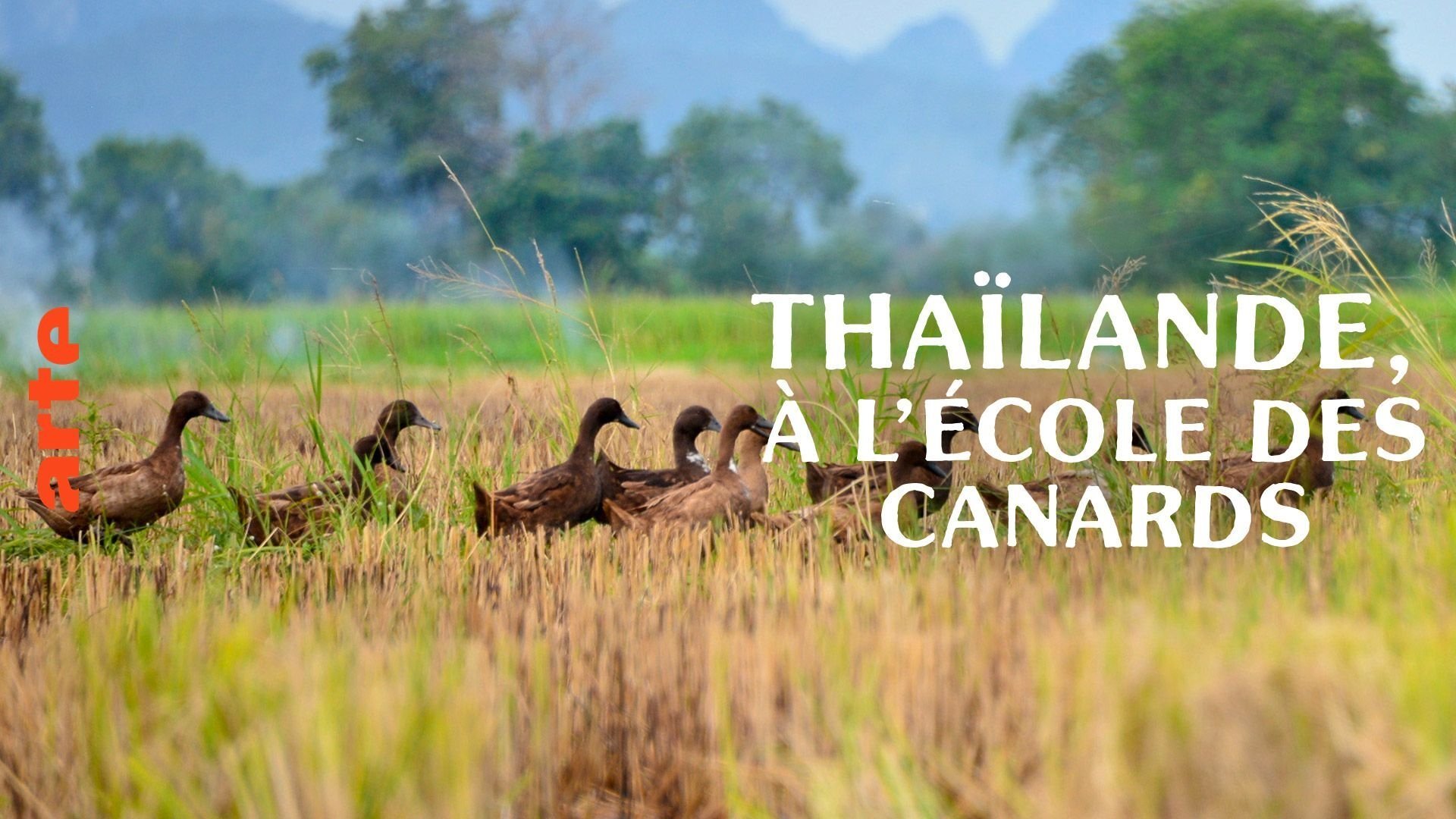 Thaïlande, à l'école des canards