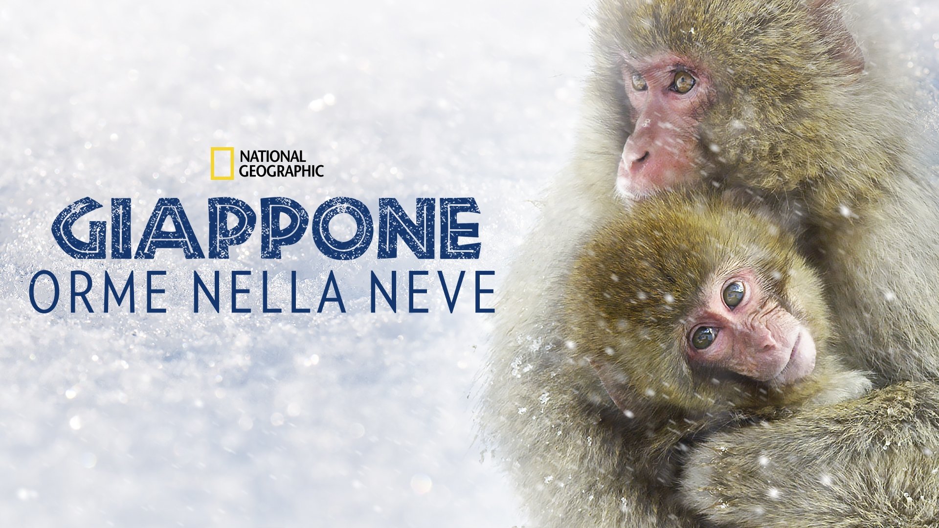 Wild Japan: Snow Monkeys