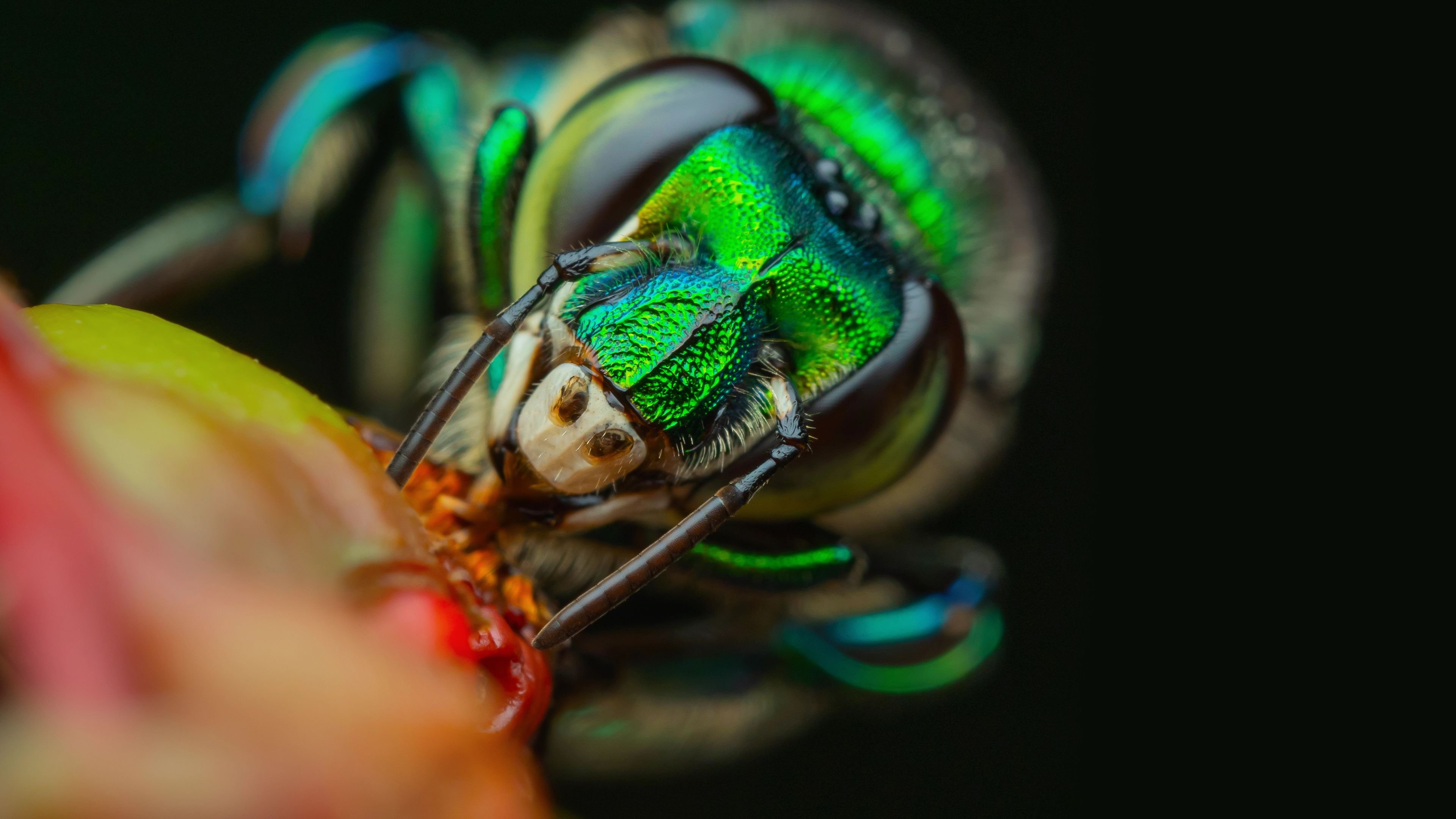 A Real Bugs Life - 2. Bölüm