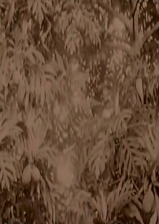 History of Micronesia