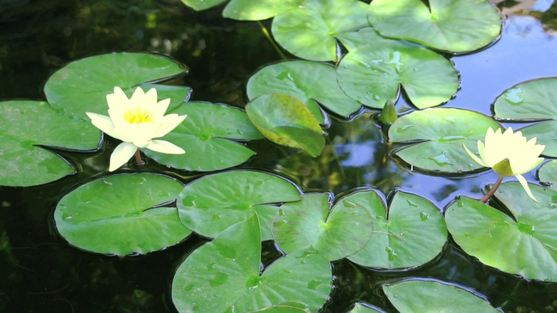 Imagem do Filme BluScenes: Flowering Gardens