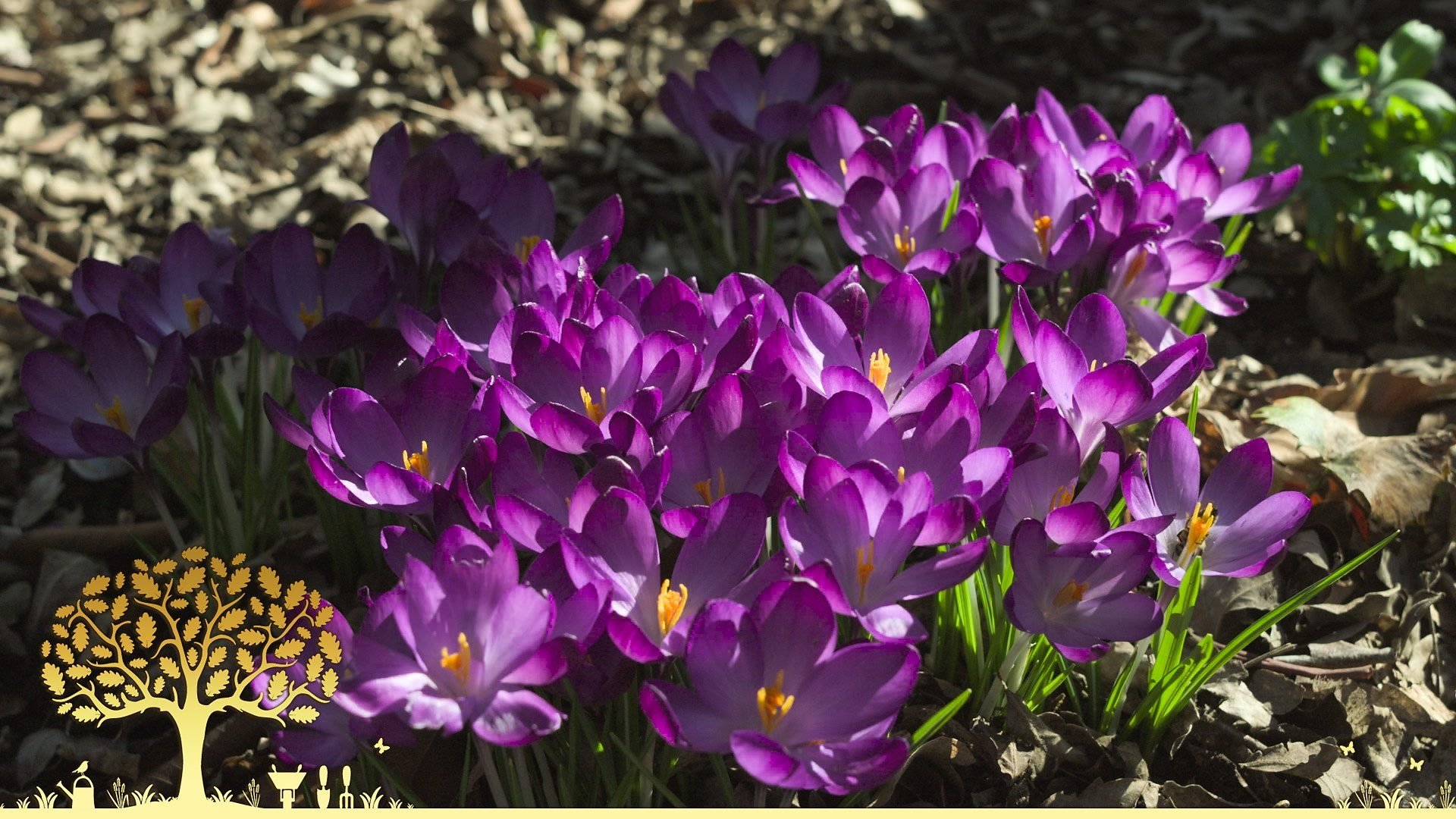 Gardeners' World 0x21