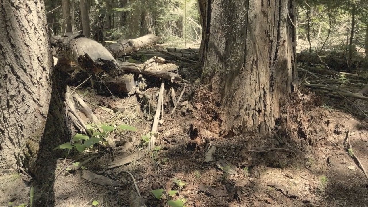 Cascade Bigfoot Chewelah Triangle (2022)