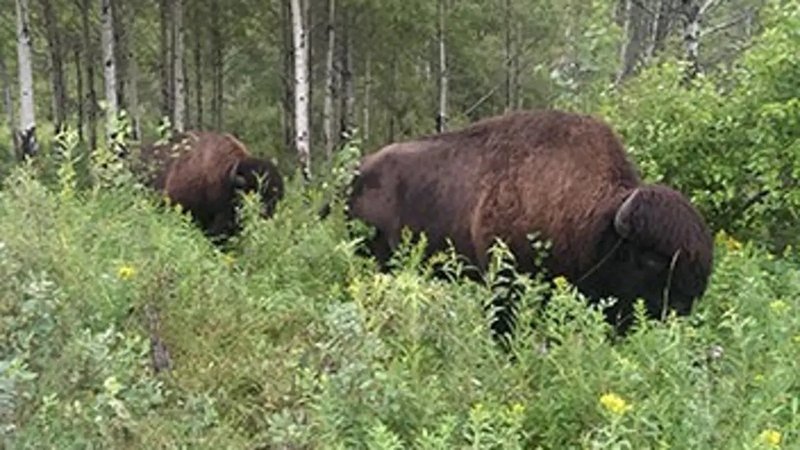 Les parcs nationaux canadiens - Mont-Riding : la nature vierge