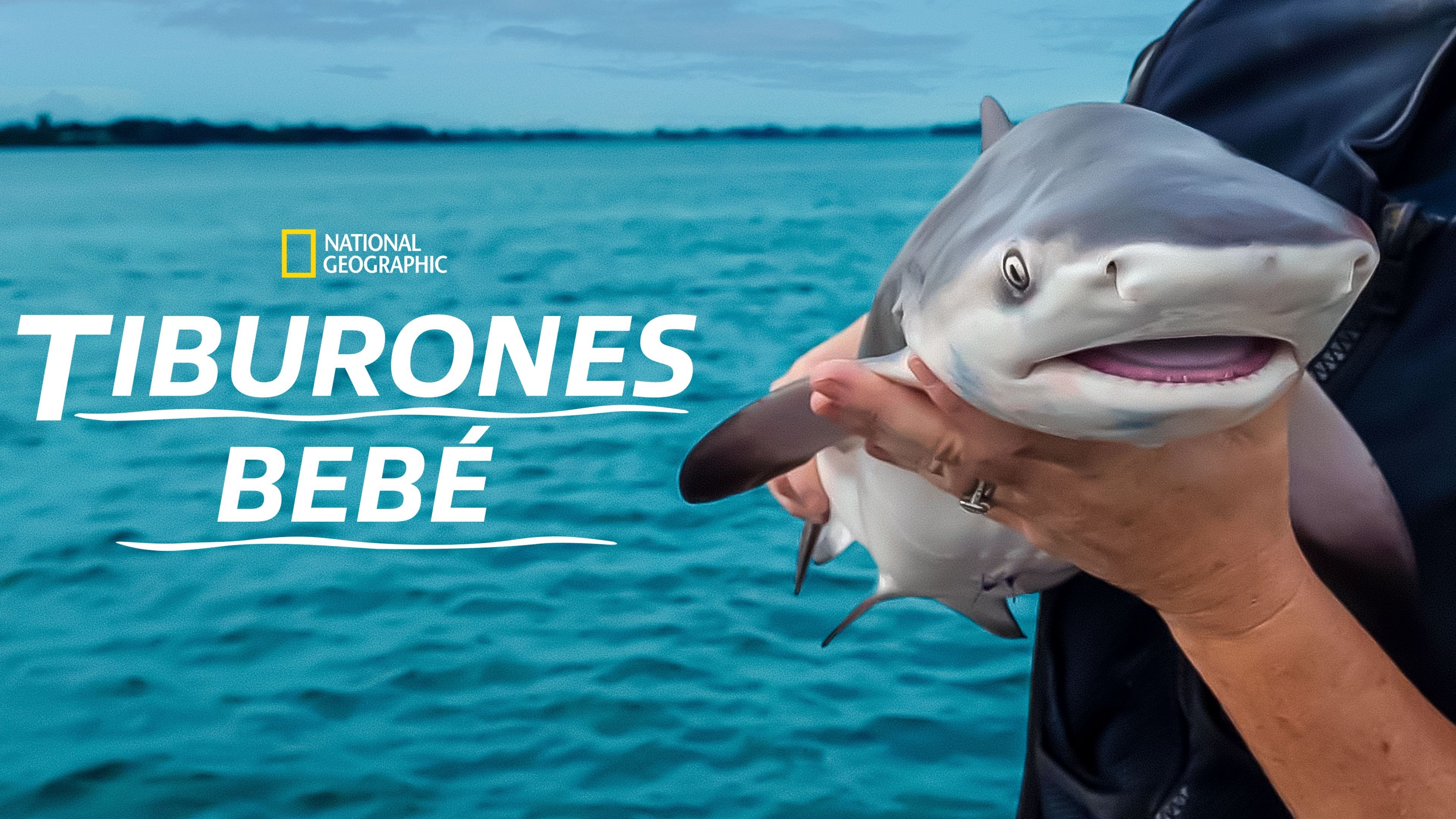 Baby Sharks (2022)