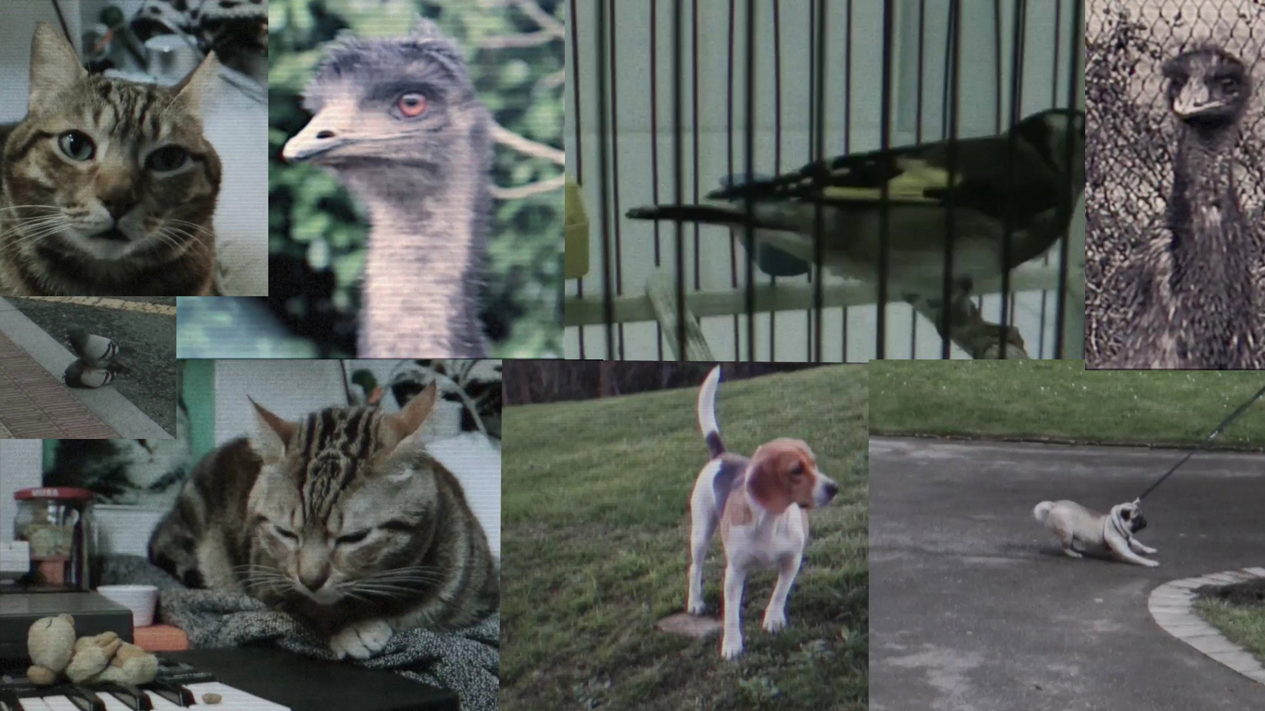 Bestiary: A Tribute to Chris Marker