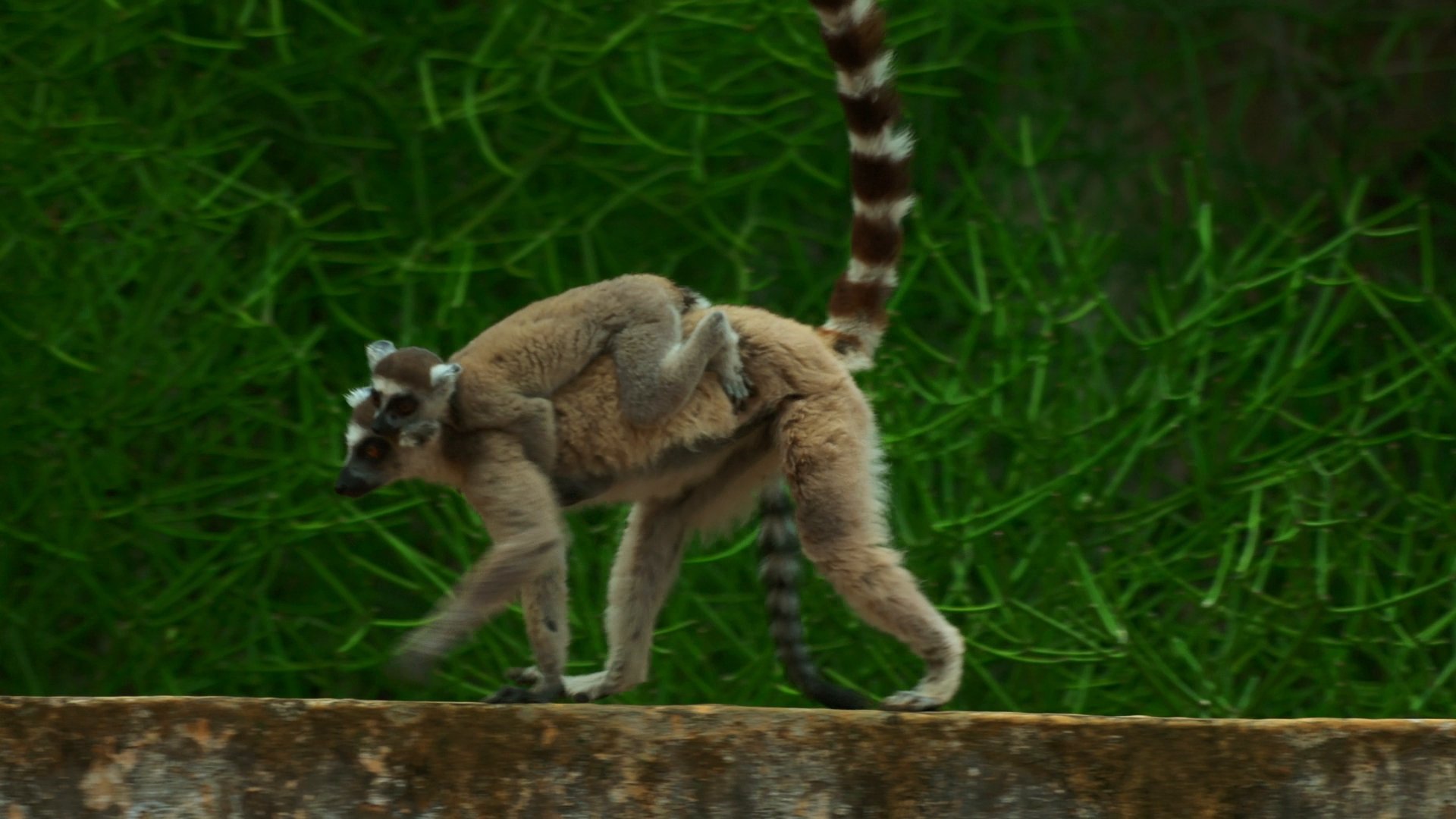 Madagascar : les gangs de lémuriens - L'audace récompensée