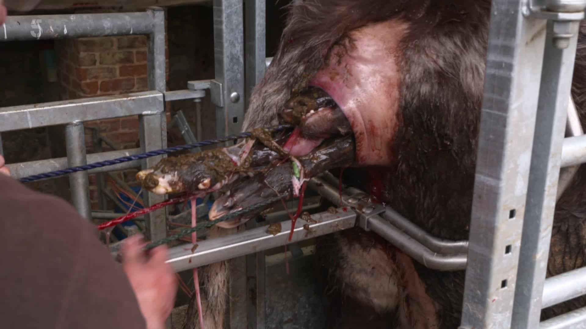 The Yorkshire Vet S15E02 backdrop