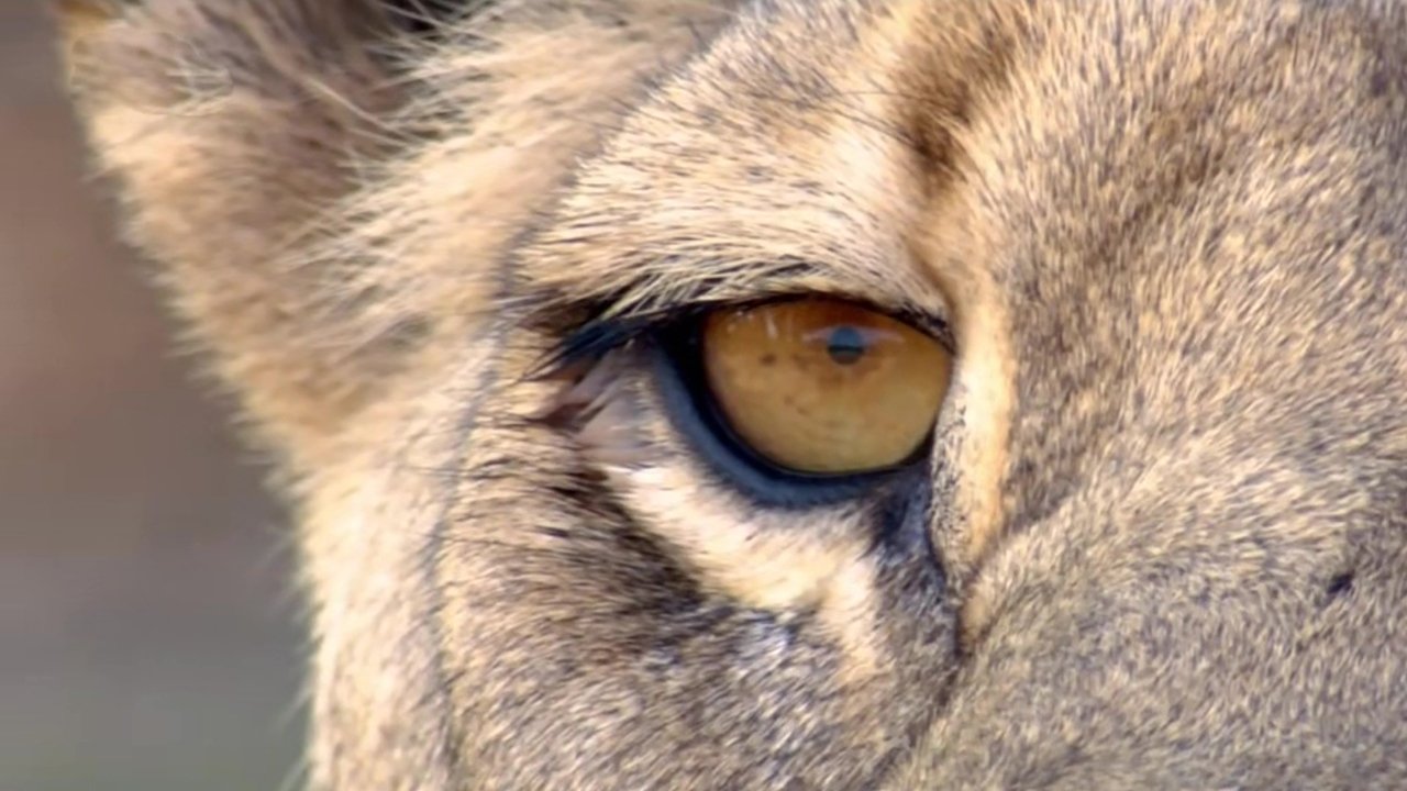 Thumbnail for The Big Cats Season 1 Episode 2