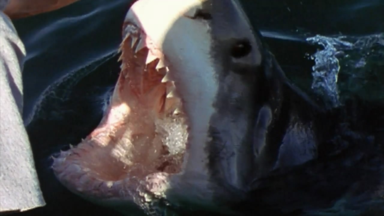 National Geographic Ultimate Shark (2007)