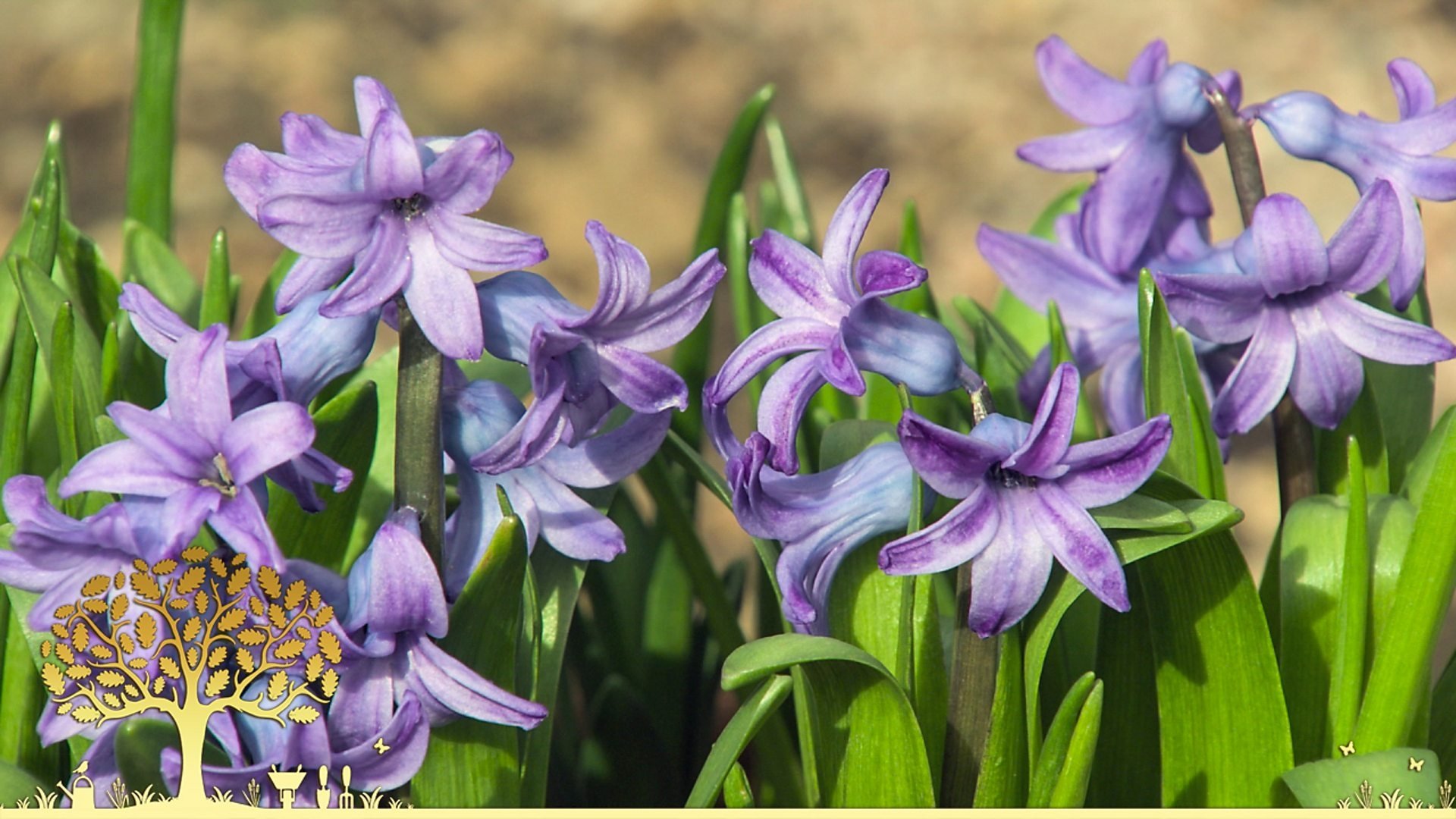 Gardeners' World 56x3