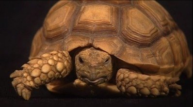 Thumbnail for Under The Shell: The Mr. Turtle Commentary Season 0 Episode 9