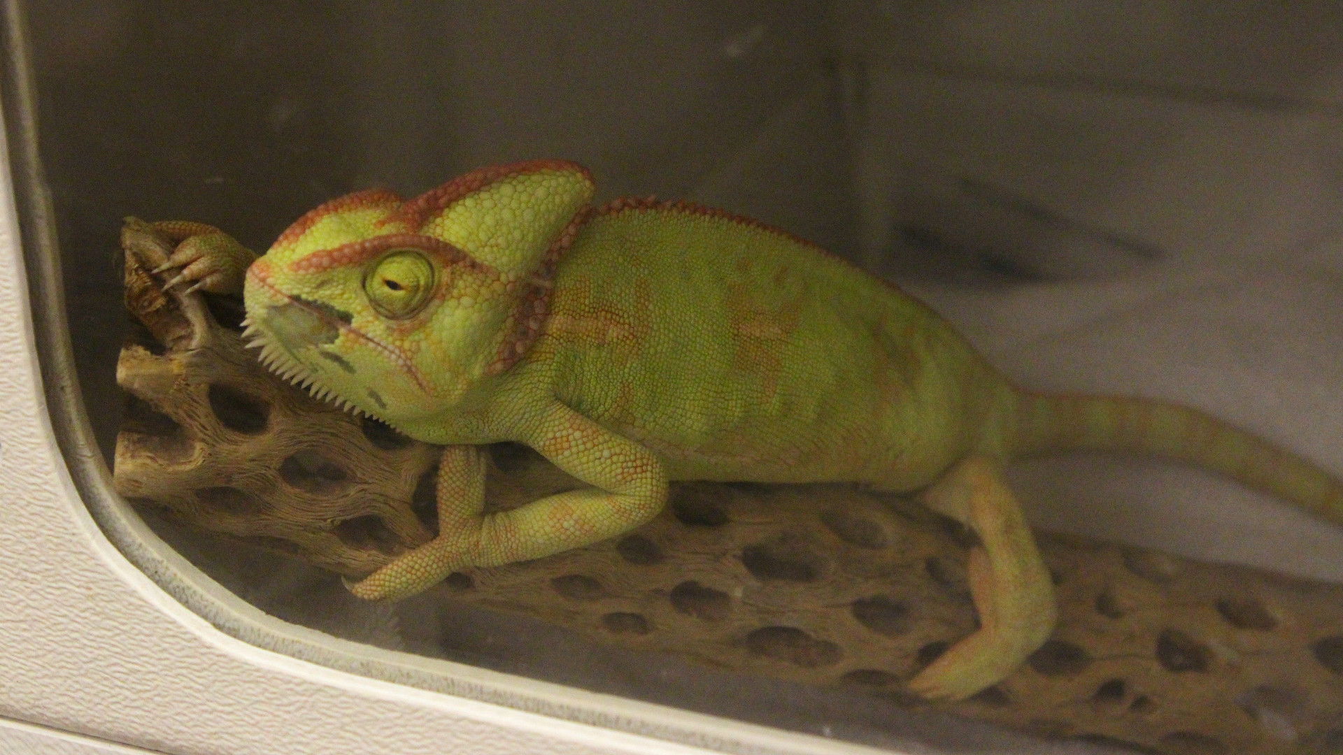 Dr. K's Exotic Animal ER S01E03 backdrop