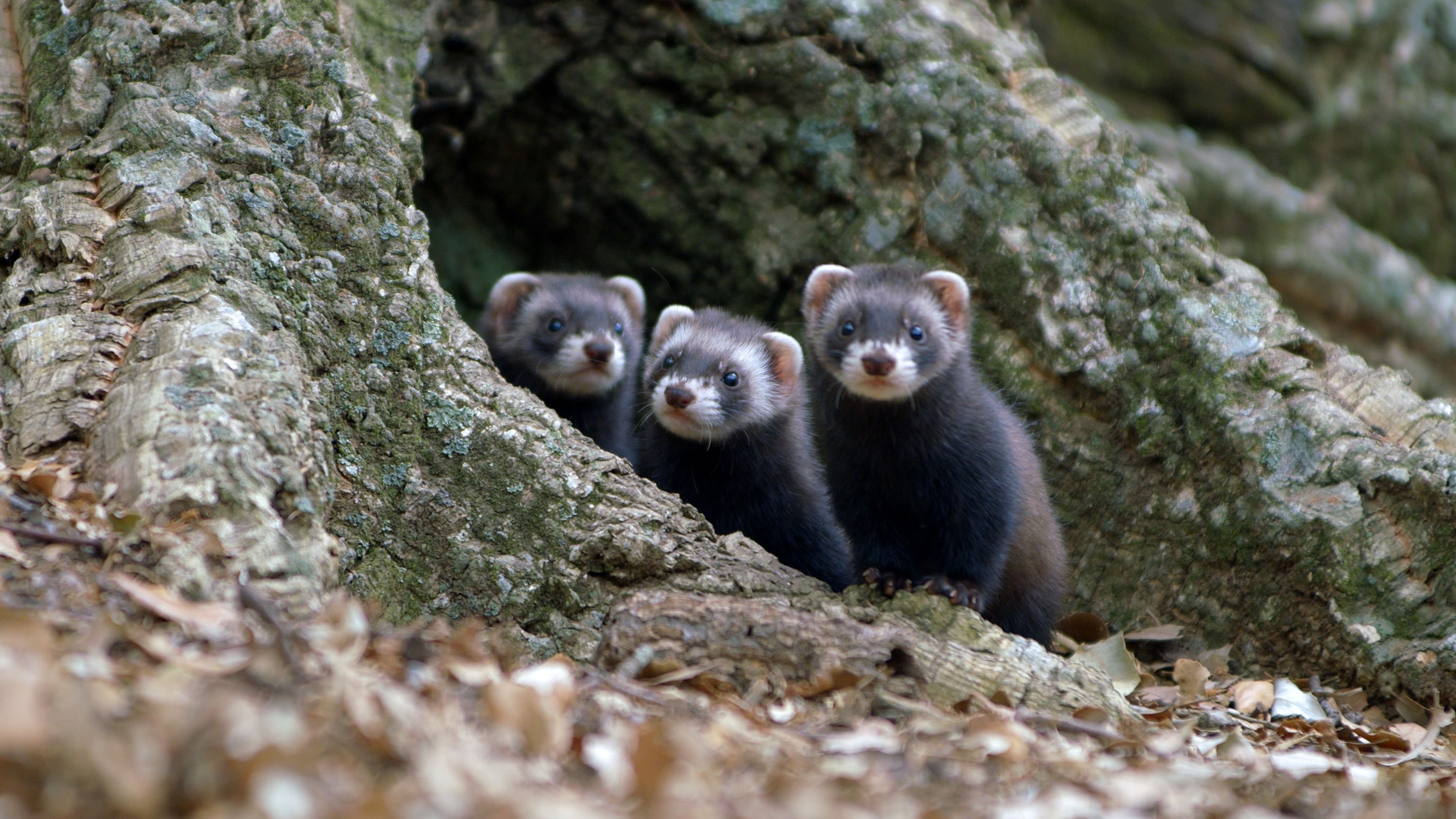 Polecat – Europe’s Relentless Hunter