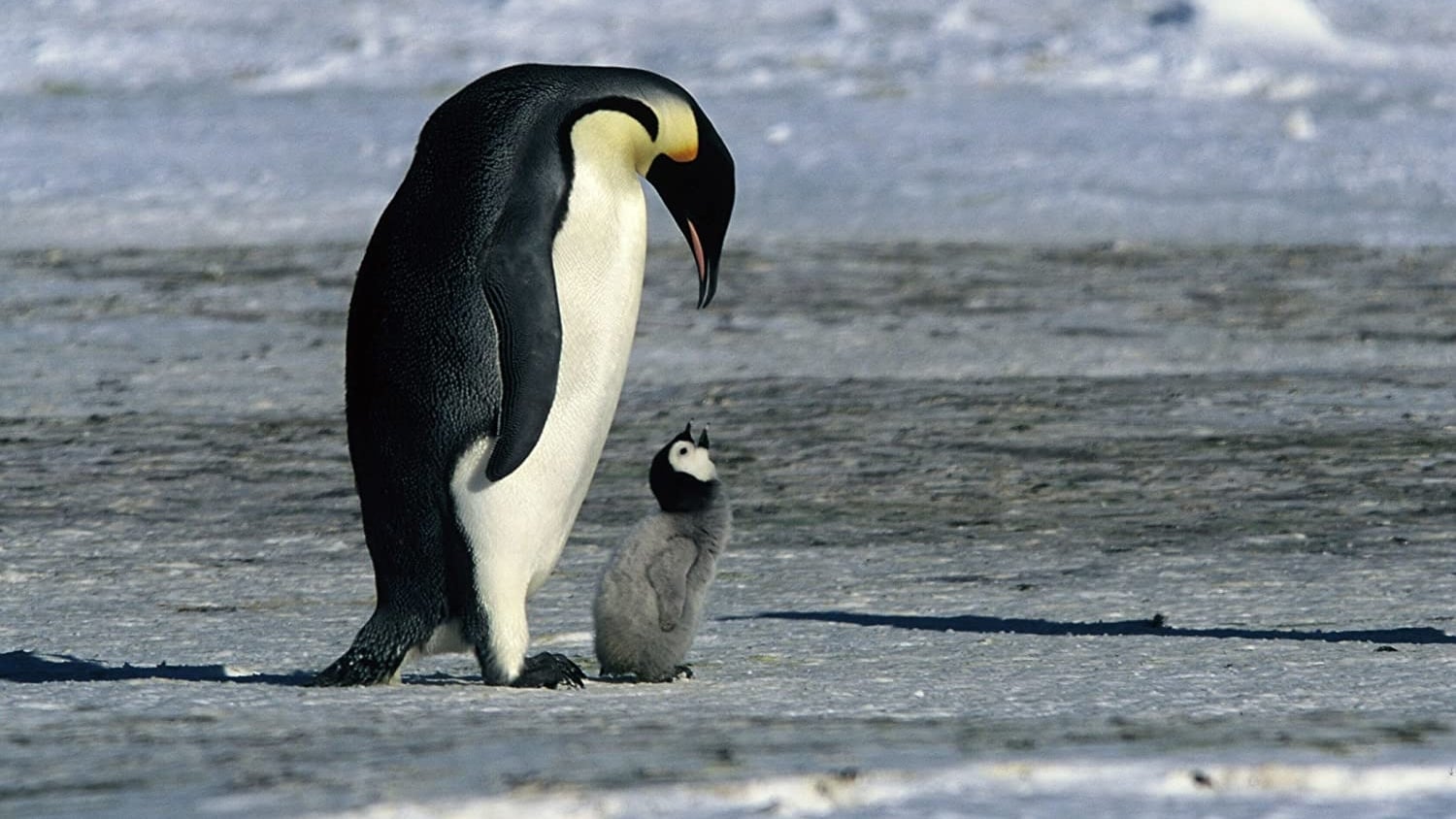 Pingviinien matka