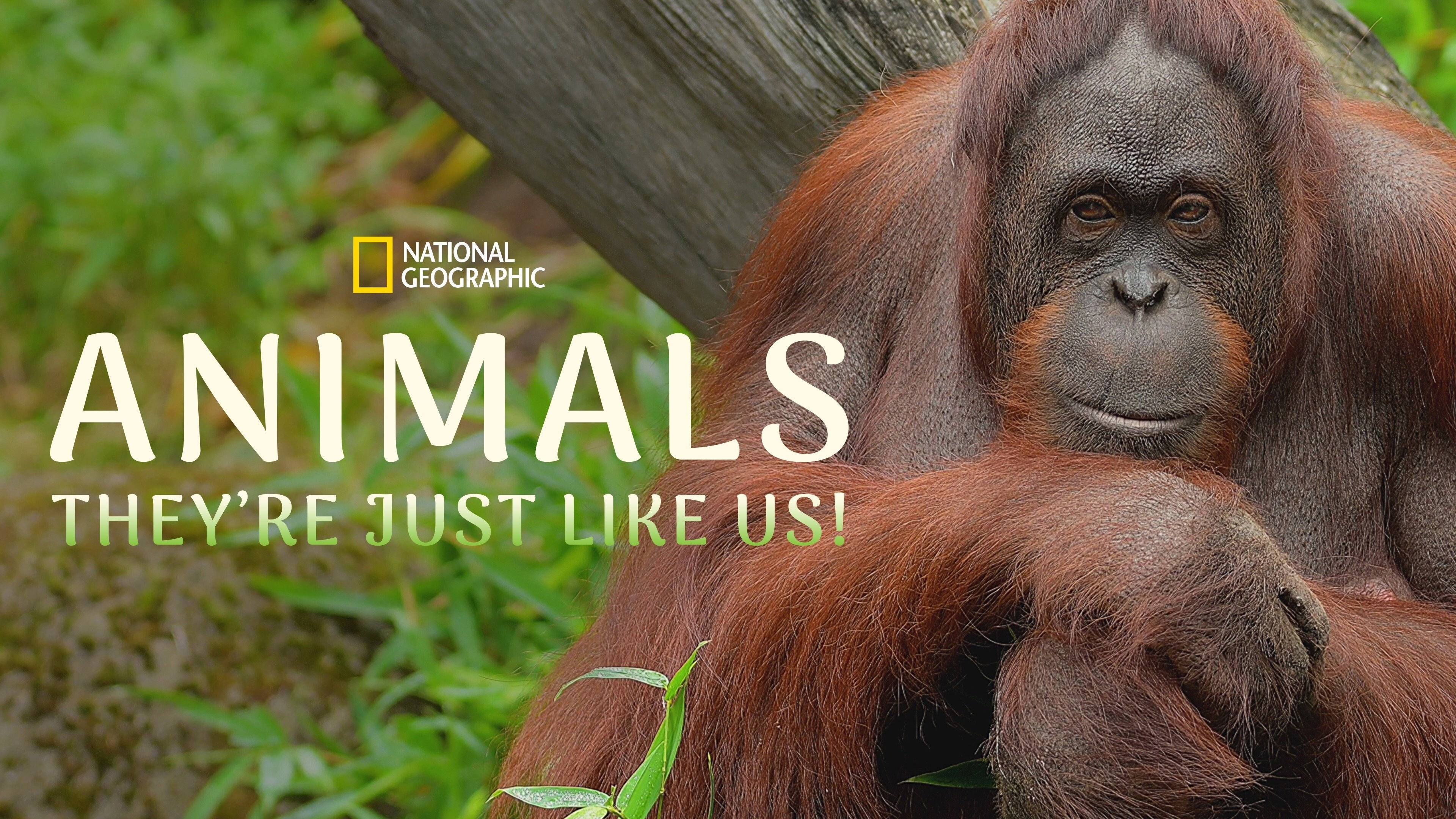 Animals, They're Just Like Us! backdrop
