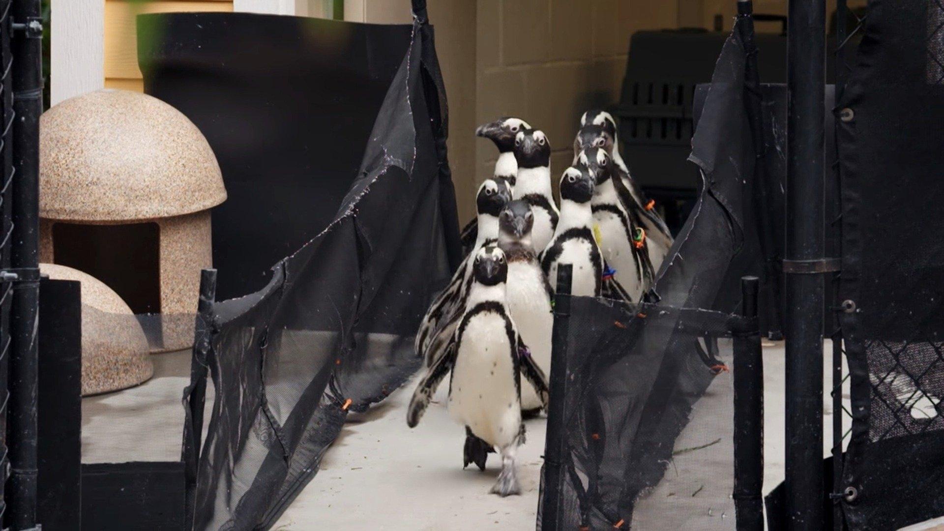 Secrets of the Zoo: Tampa