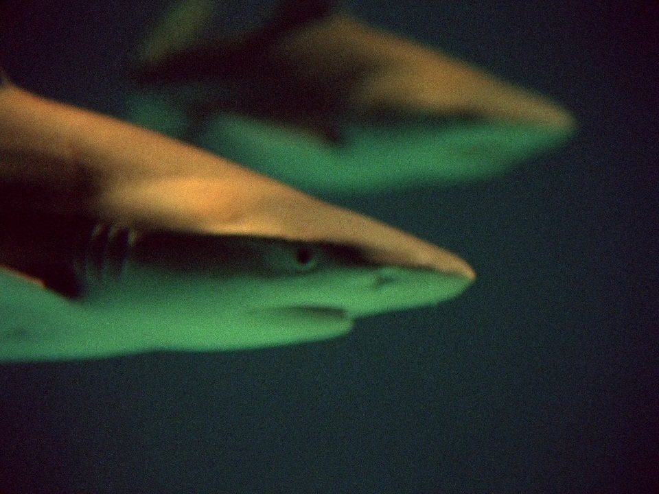 Life on Earth - Conquête des Eaux