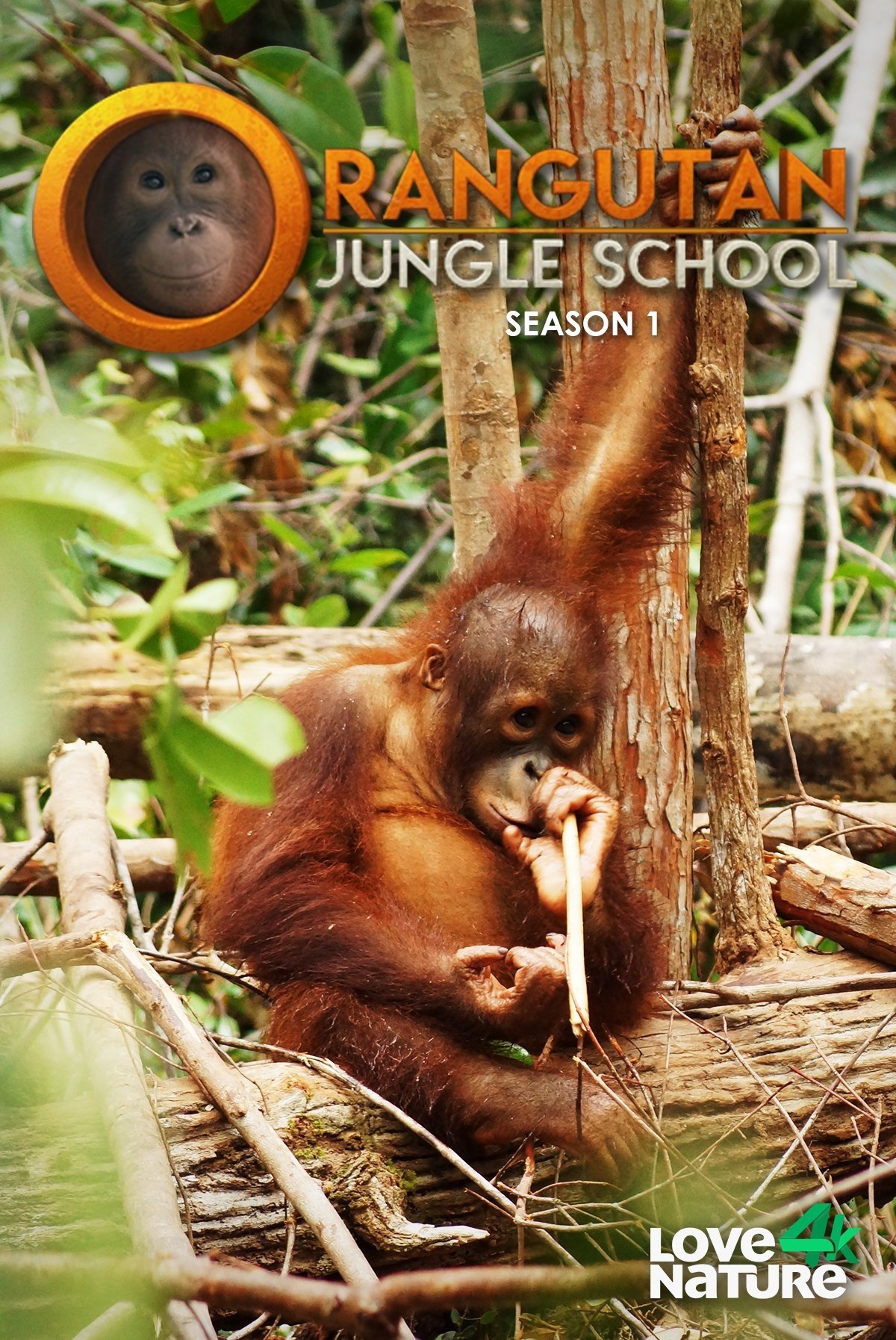 Orangutan Jungle School - Season 1