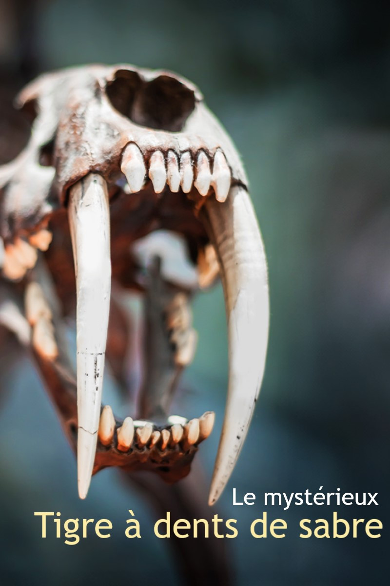Le myst&eacute;rieux tigre &agrave; dents de sabre
