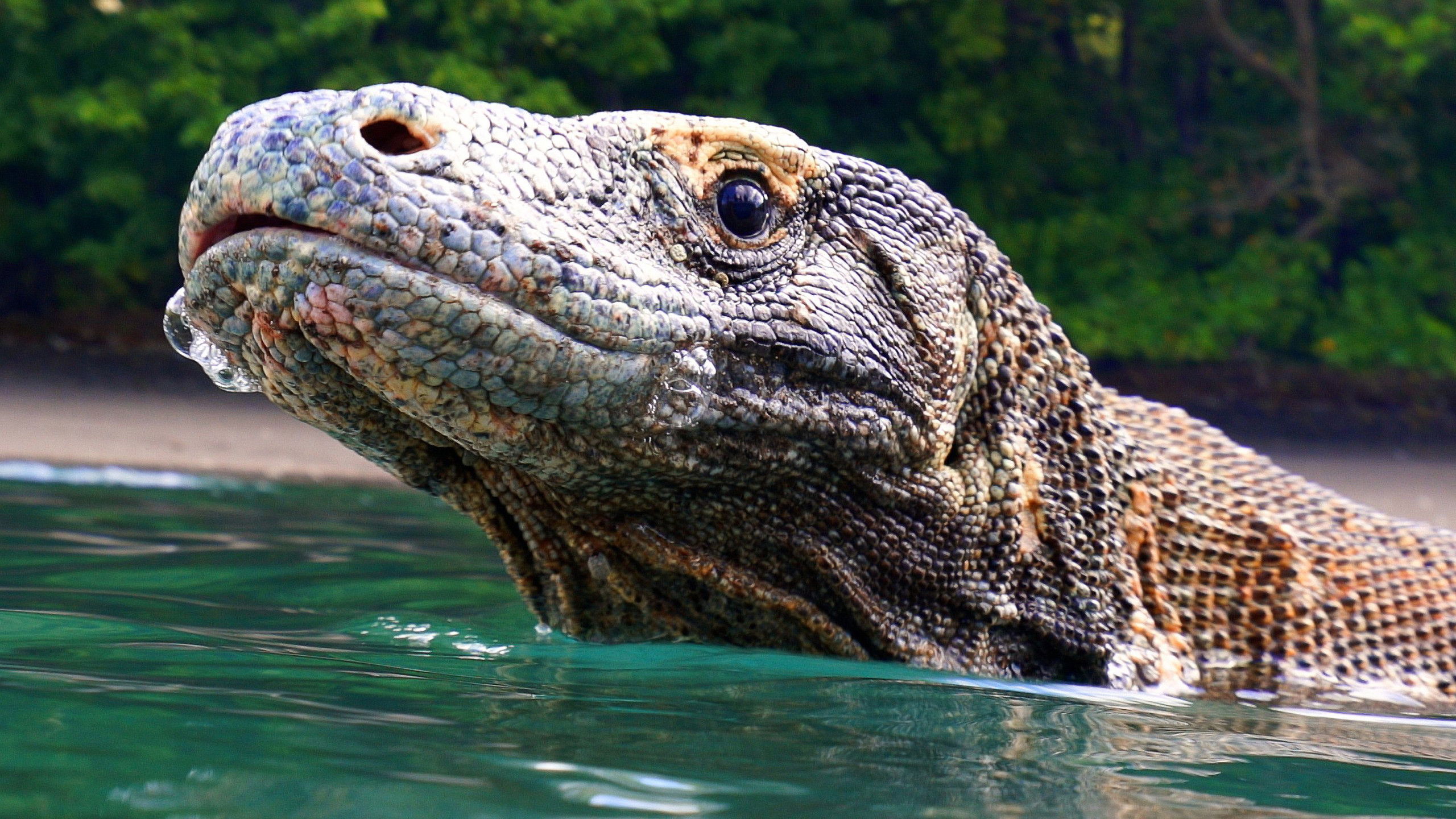 Great Blue Wild S02E05 backdrop