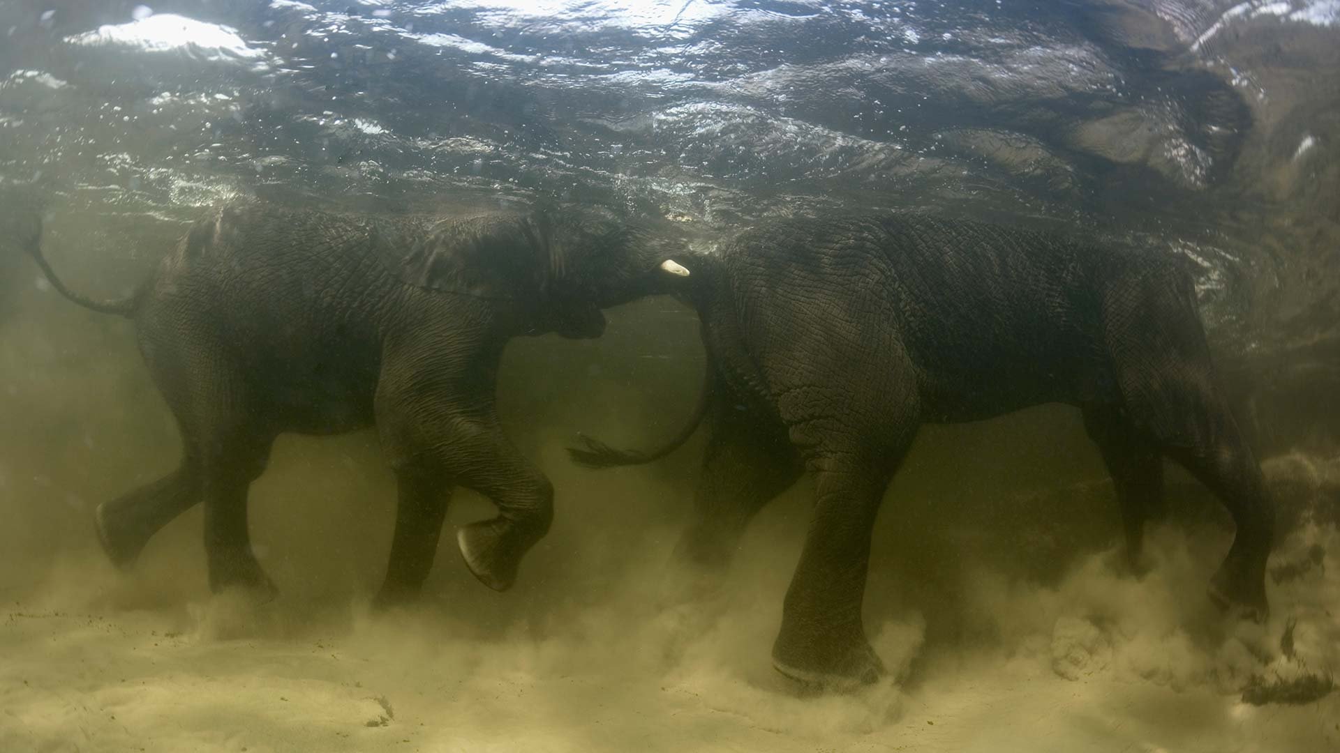 Thumbnail for Okavango Season 1 Episode 13