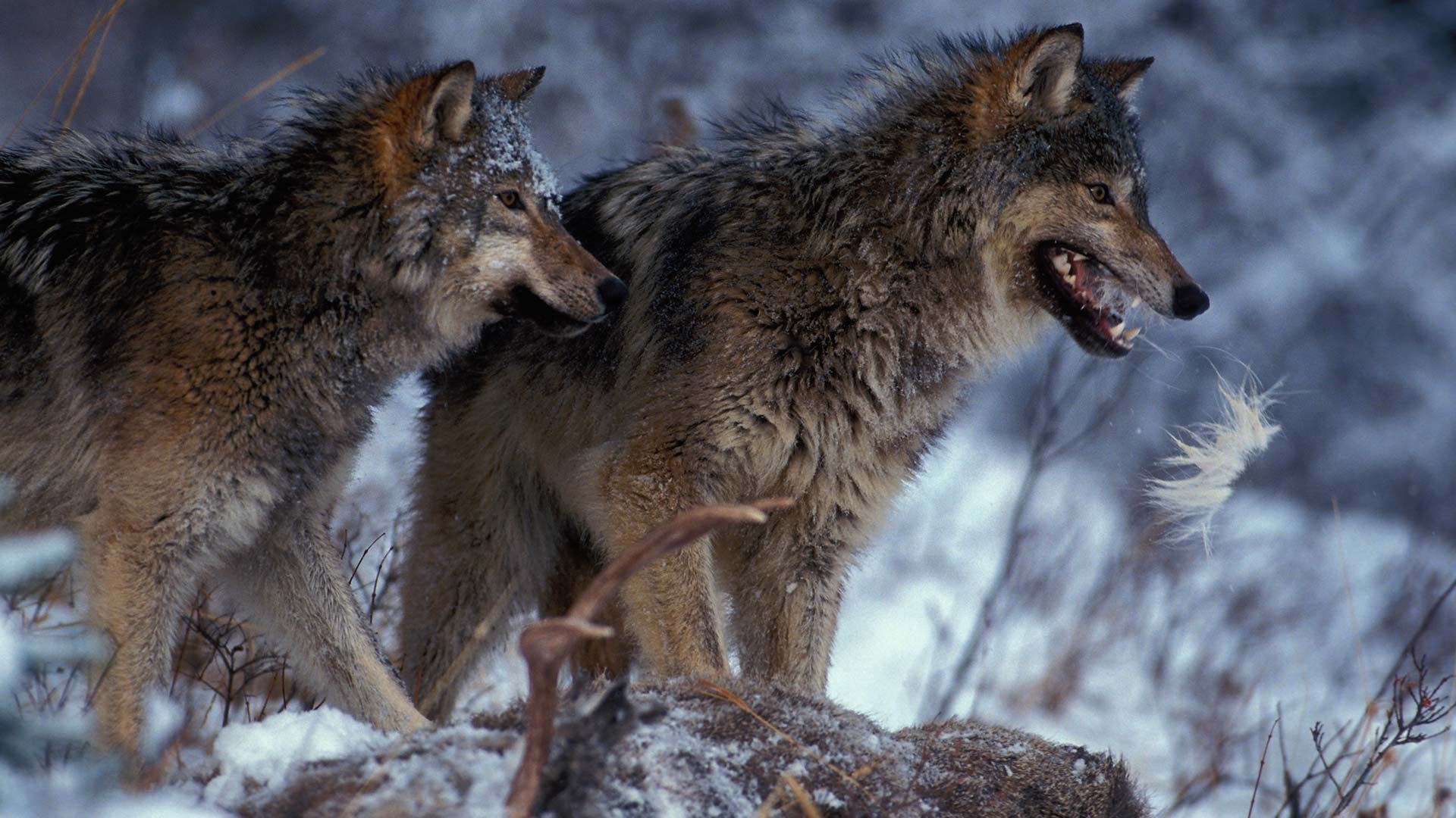 Thumbnail for Yellowstone Season 1 Episode 8