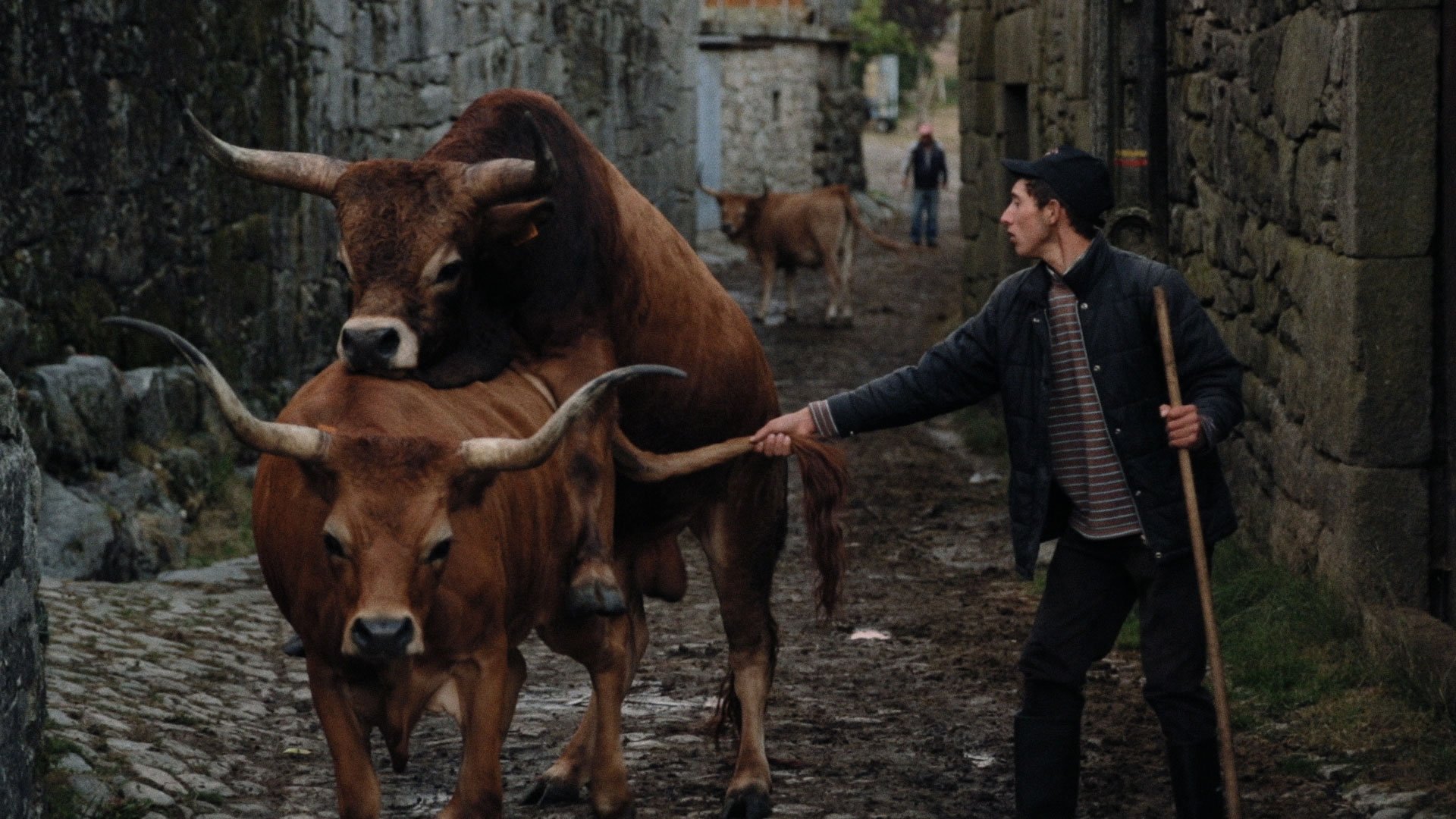 Image du film Volta à terra wq7em8uyykdvrxotk4uad4sl0l5jpg