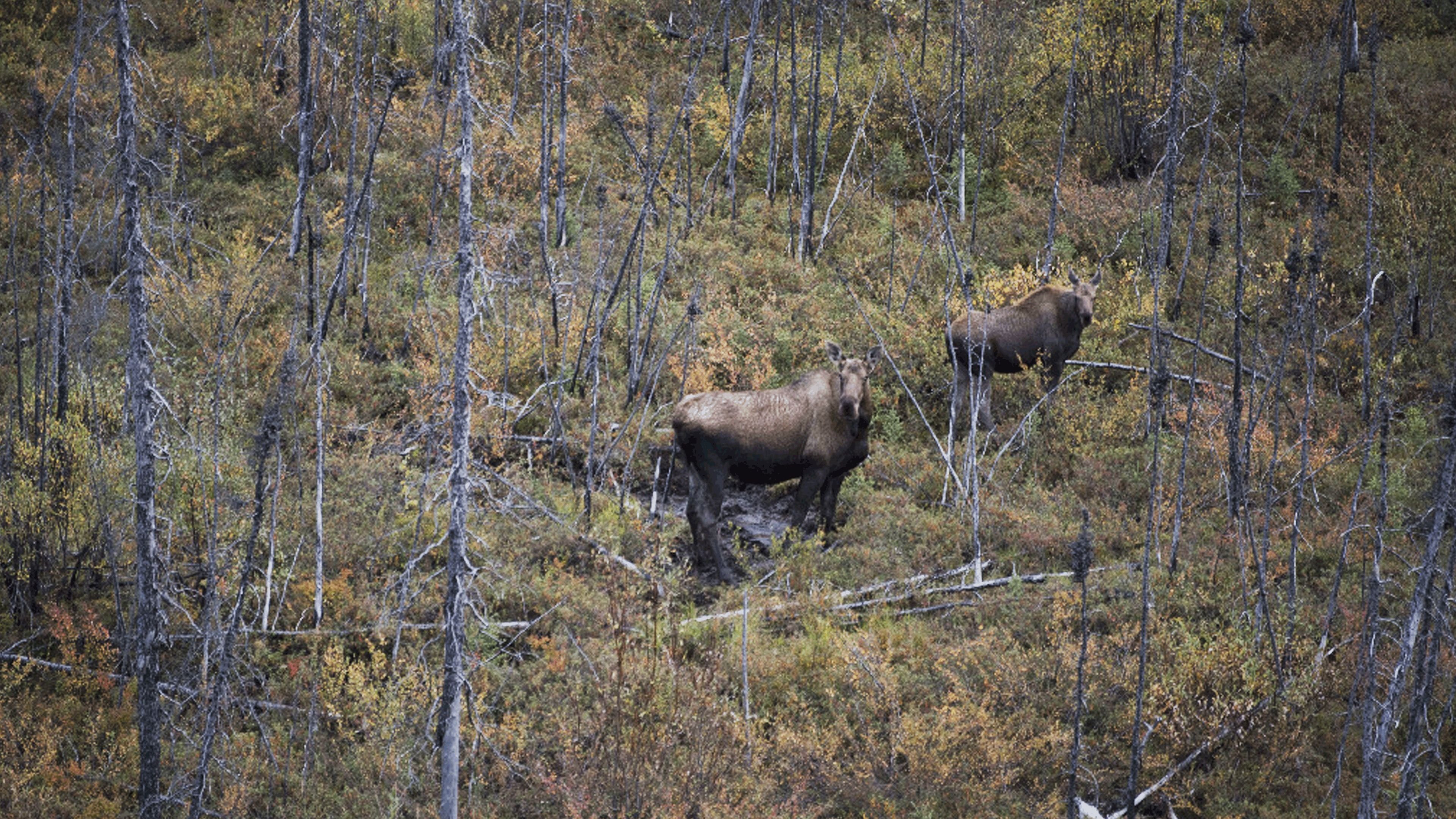 Thumbnail for Moose Ambush Season 1 Episode 5