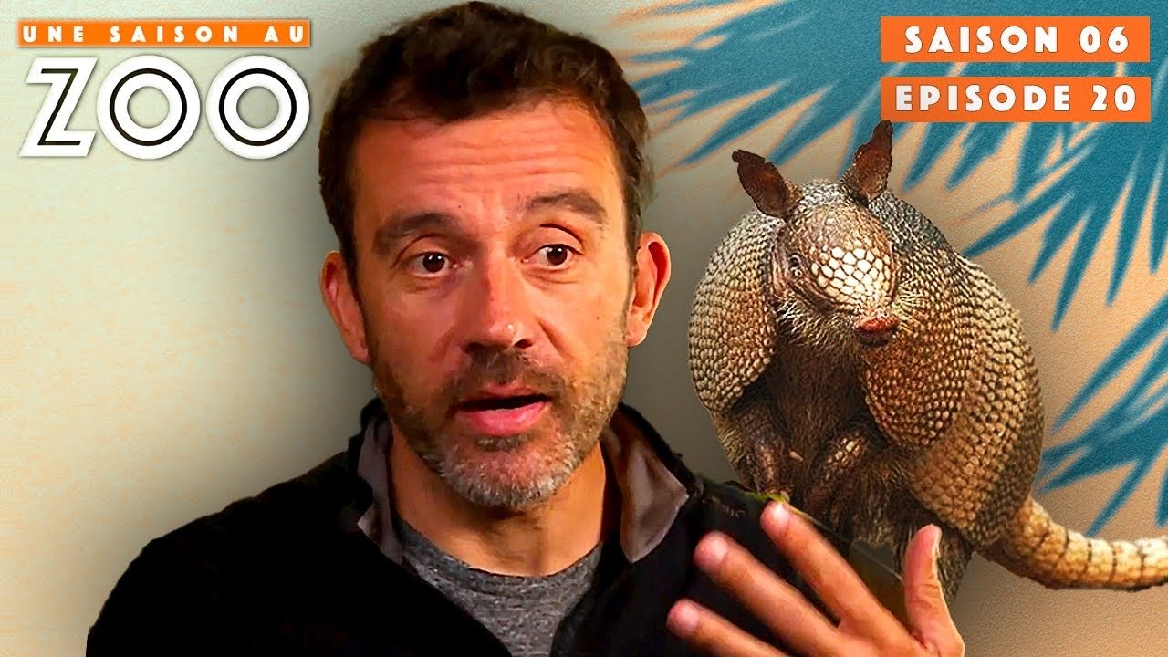 Une saison au zoo - Gaga, la Tatou Blessée, Donne du Fil à Retordre à Cyril !