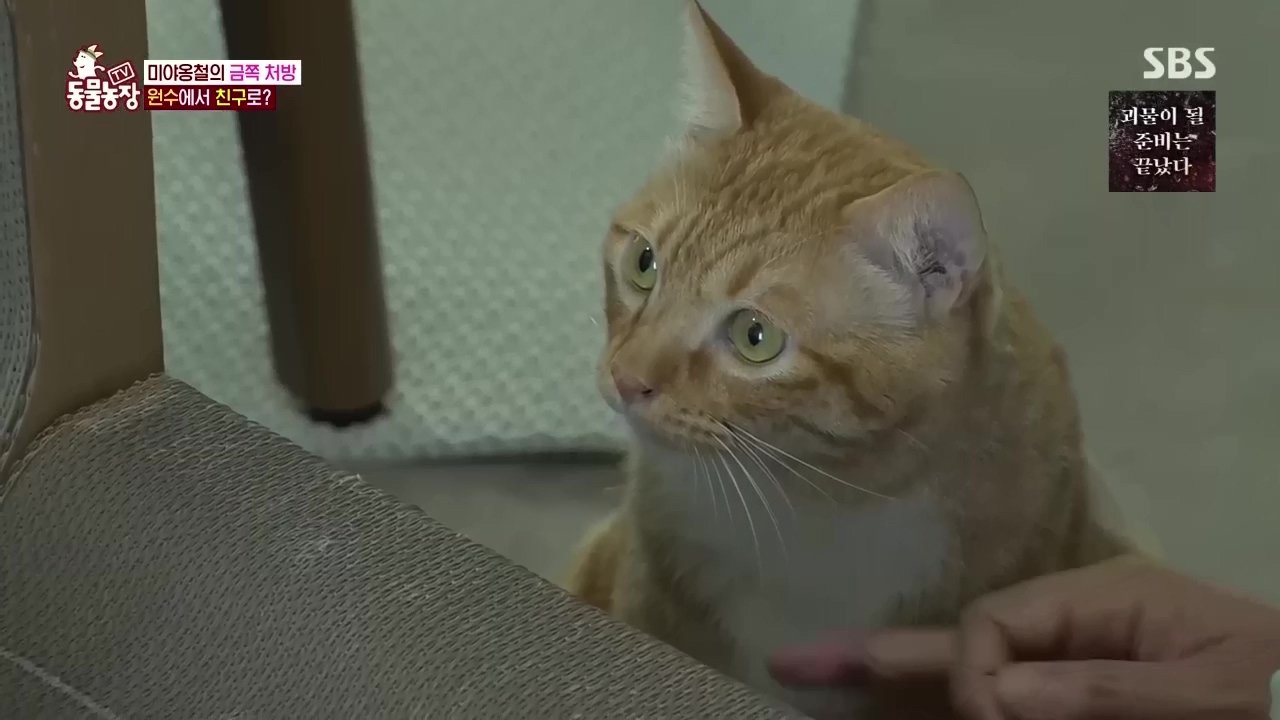 TV 동물농장 1x1137
