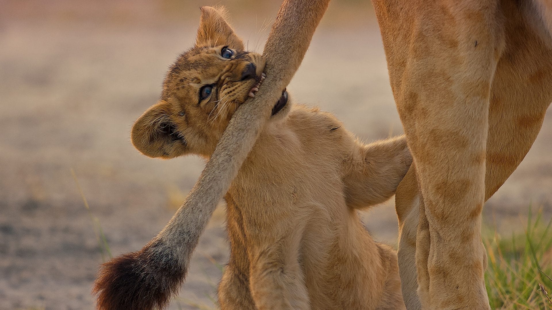 Big Cats 24/7