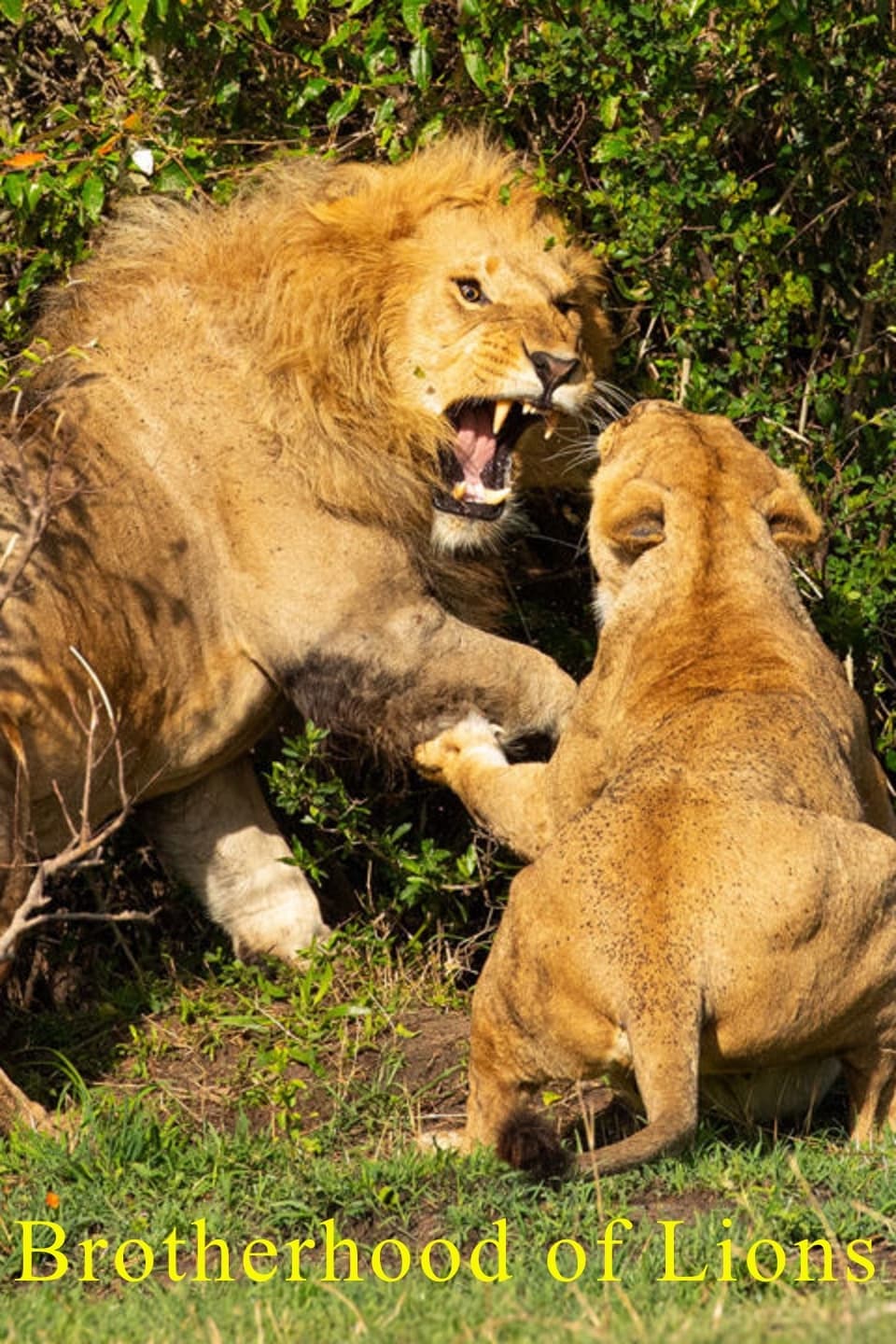 Brotherhood of Lions - Season 1