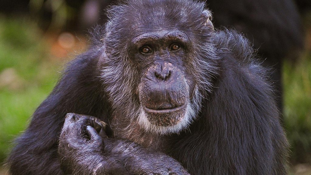 The Secret Life of the Zoo