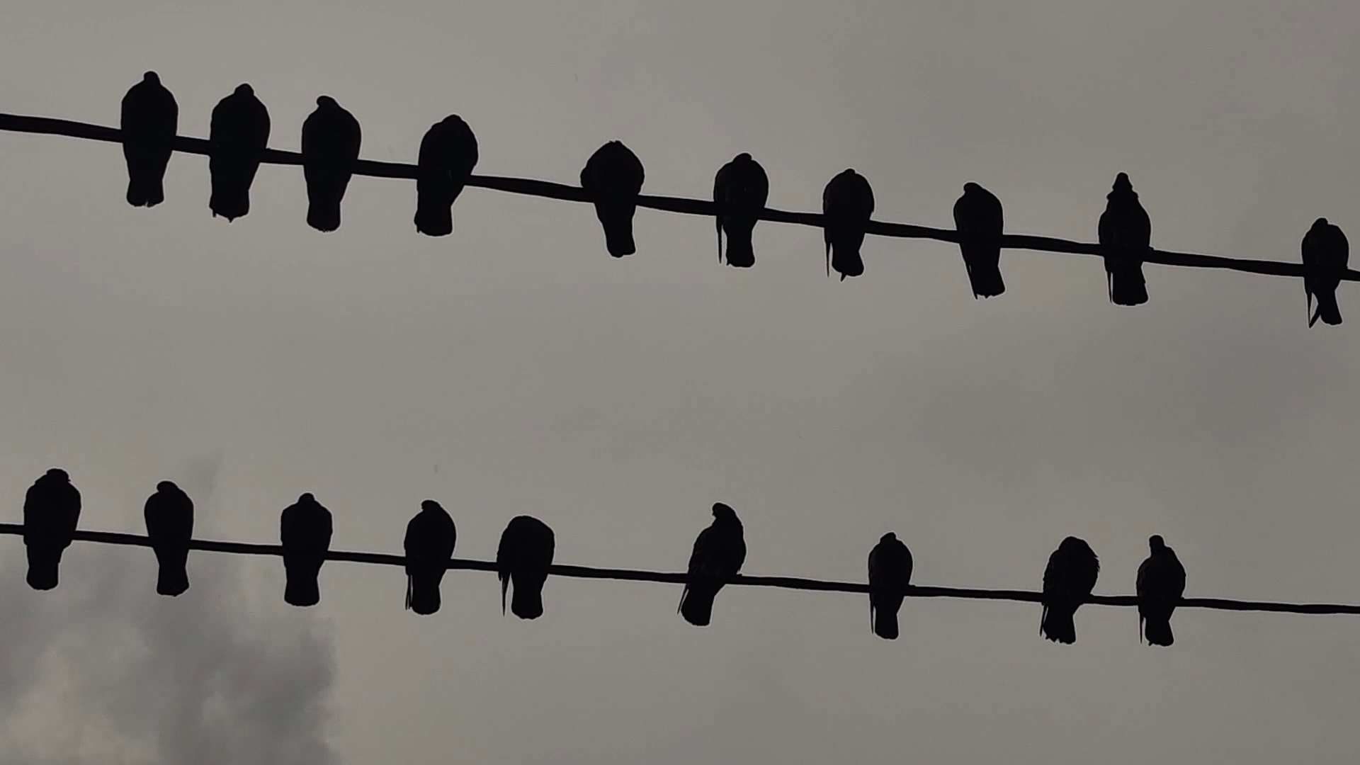 Guano (2023)