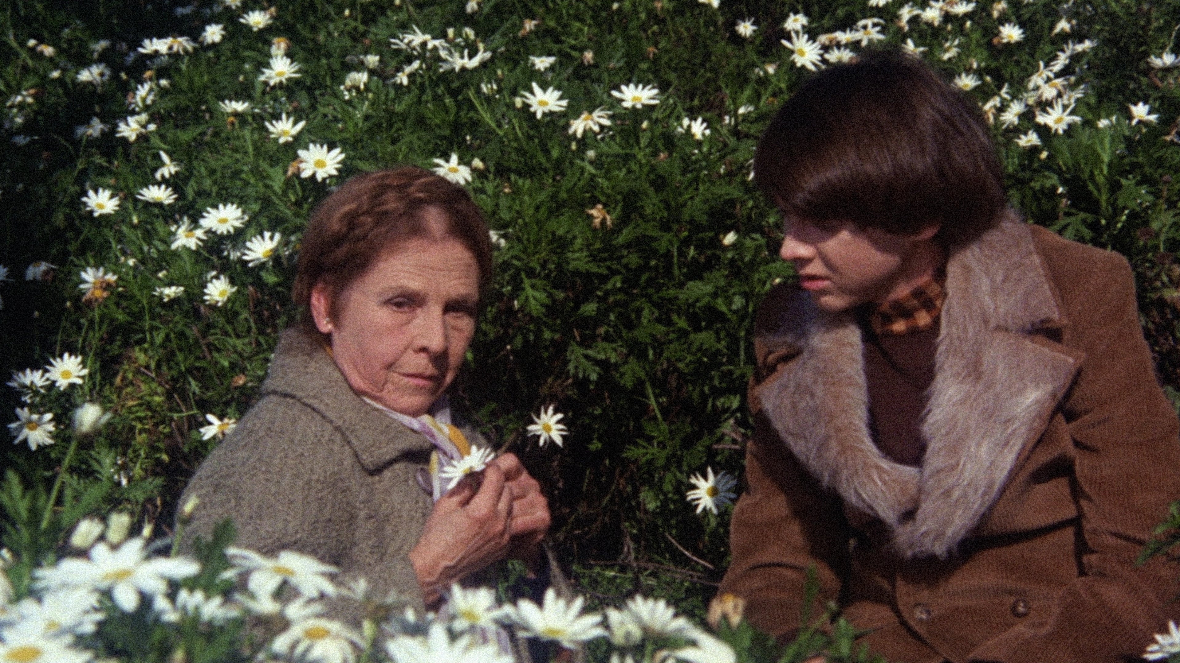 Harold i Maude (1971)