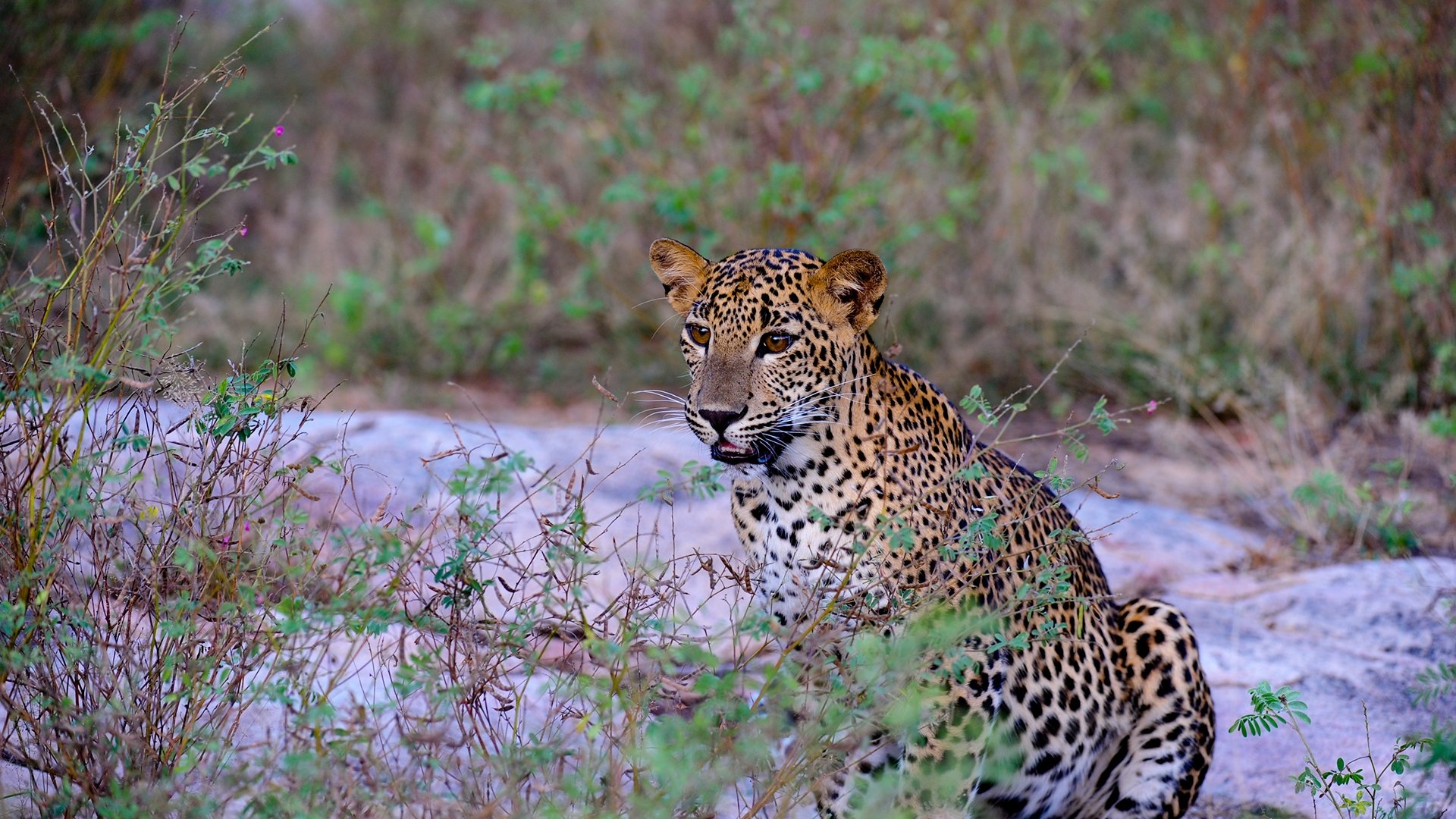 Leopard Battleground